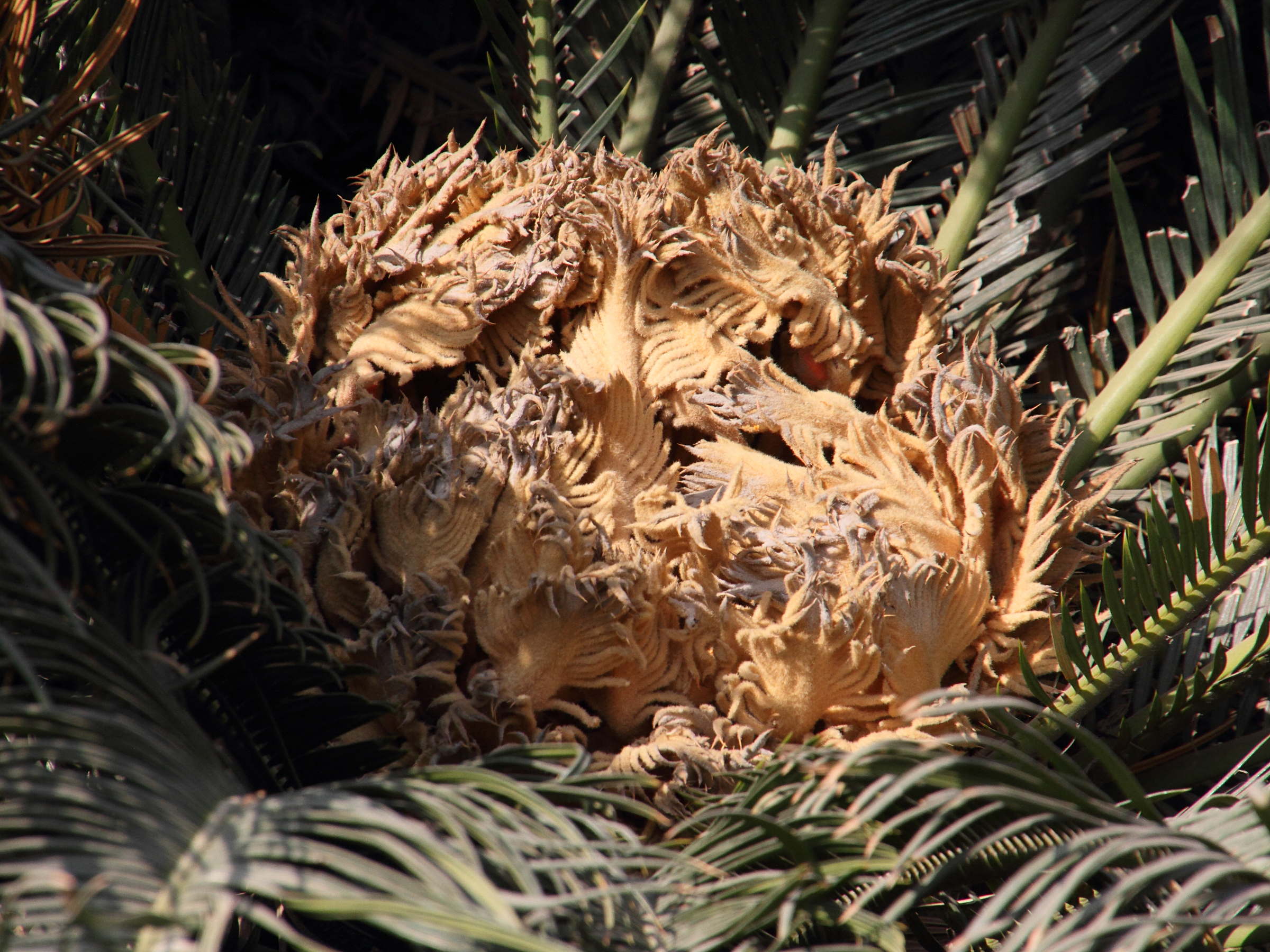 cycas_revoluta7md