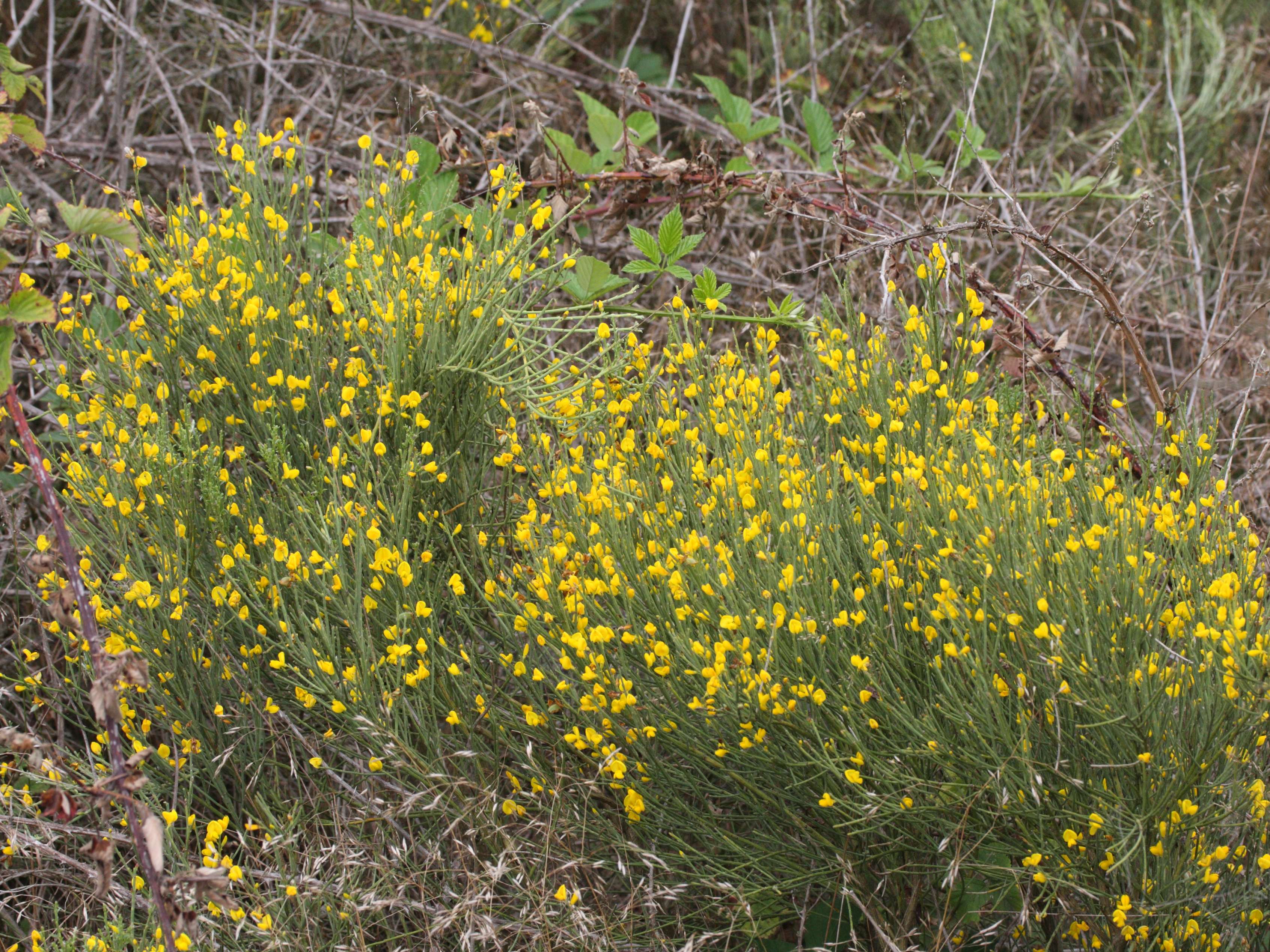 cytisus_oromediterraneus2md