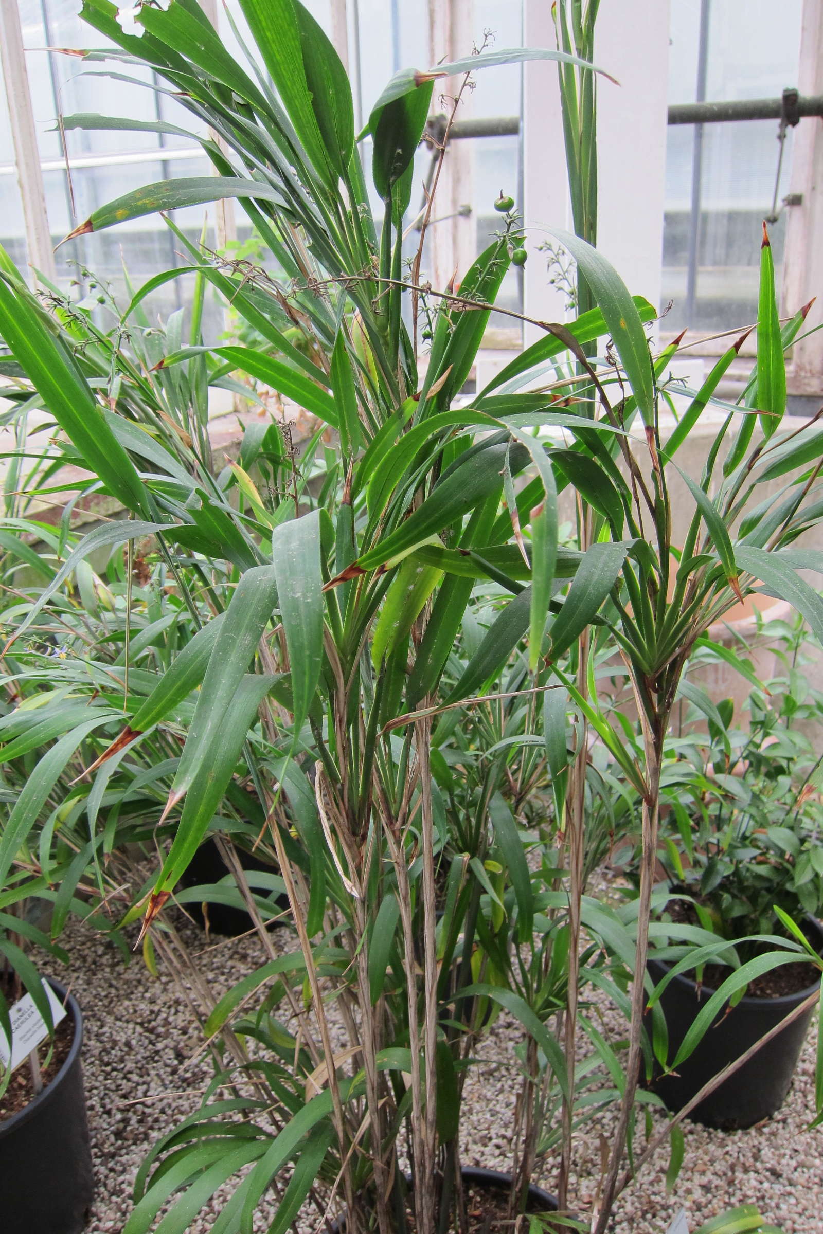 dianella_caerulea1bd