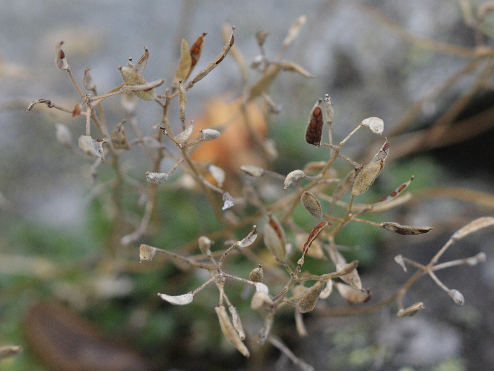 Afficher le média draba_subnivalis2bd draba_subnivalis2bd