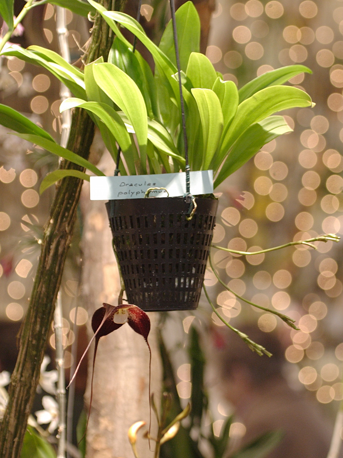 dracula_polyphemus1bd