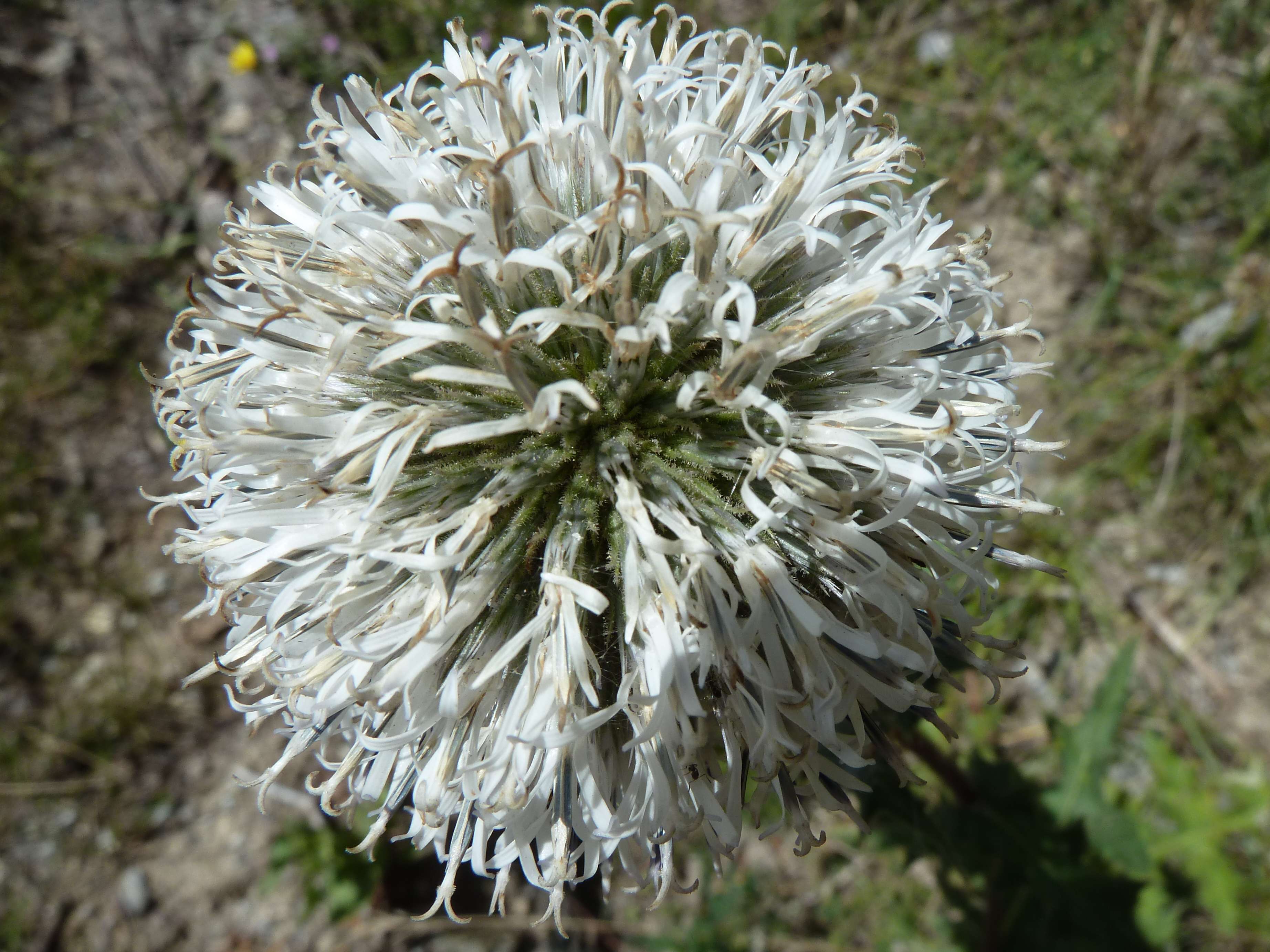 Afficher le média echinops_sphaerocephalus3gv echinops_sphaerocephalus3gv