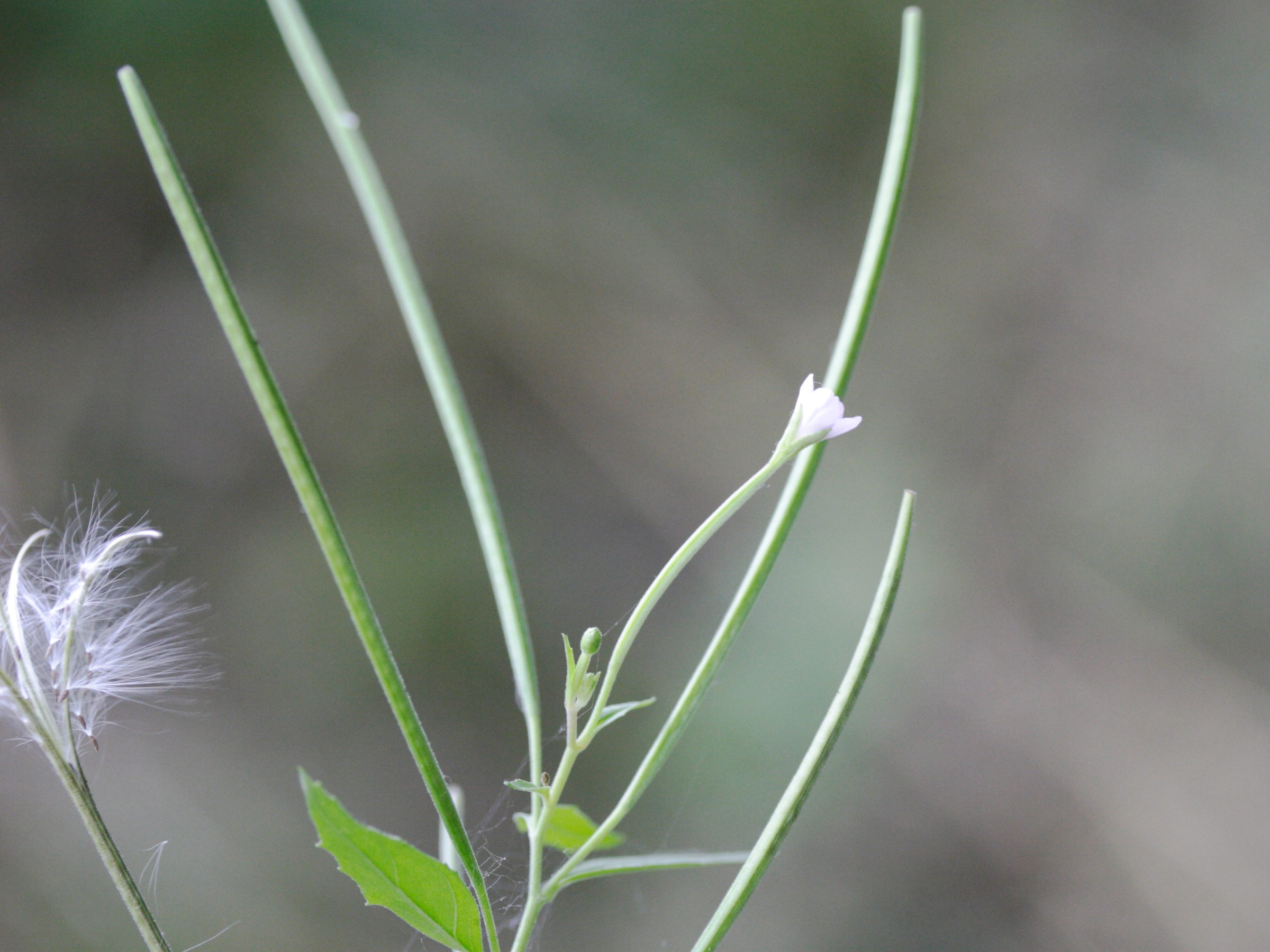 Afficher le média epilobium_montanum2md epilobium_montanum2md