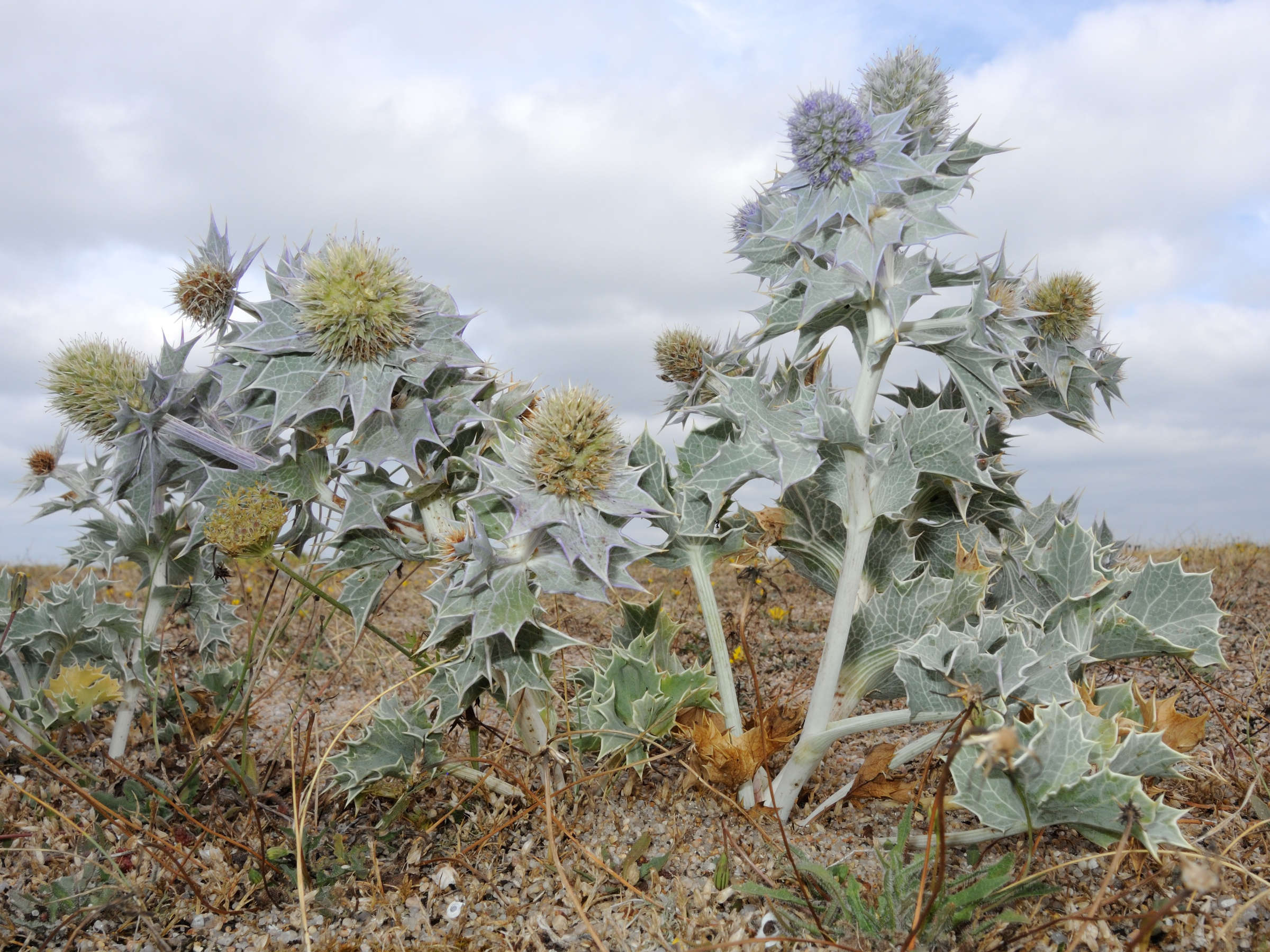 eryngium_maritimum3md