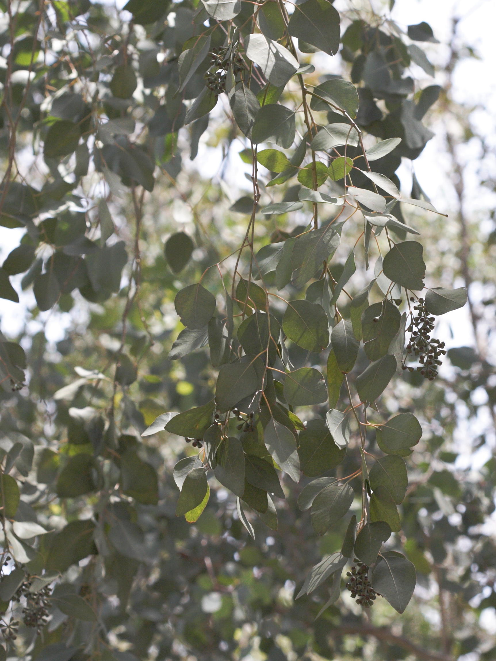 eucalyptus_polyanthemos3md