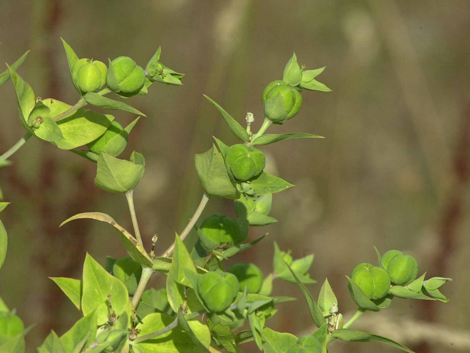Afficher le média euphorbia_lathyris5md euphorbia_lathyris5md