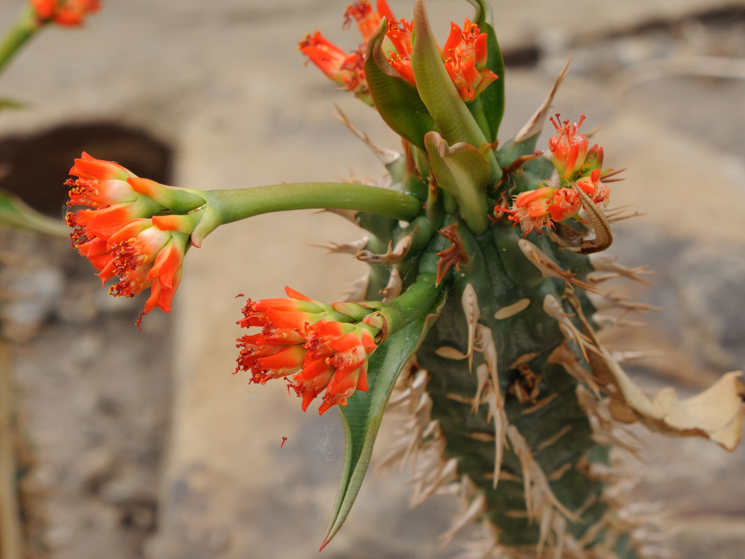 euphorbia_viguieri2md