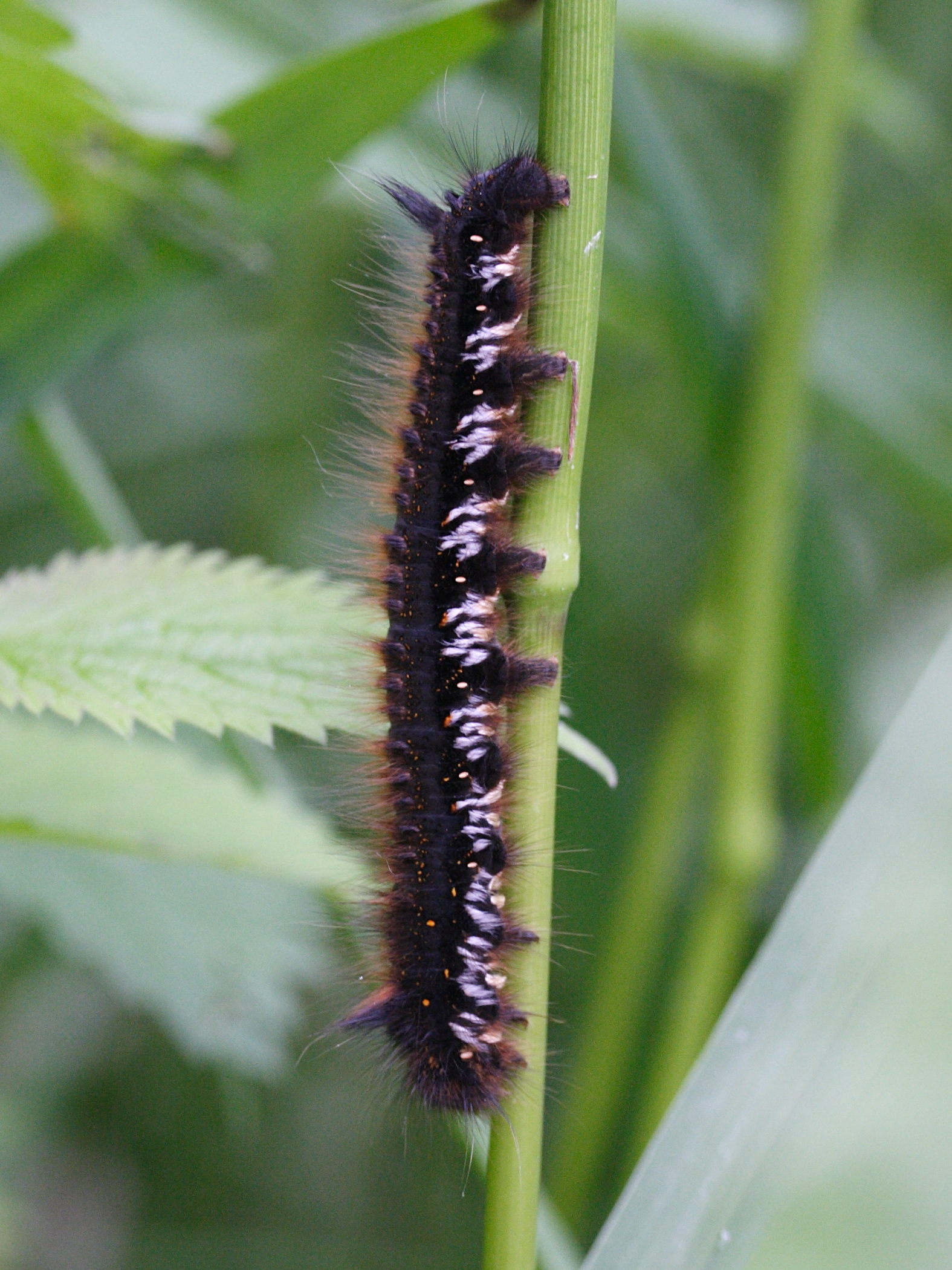 euthrix_potatoria_ch5md