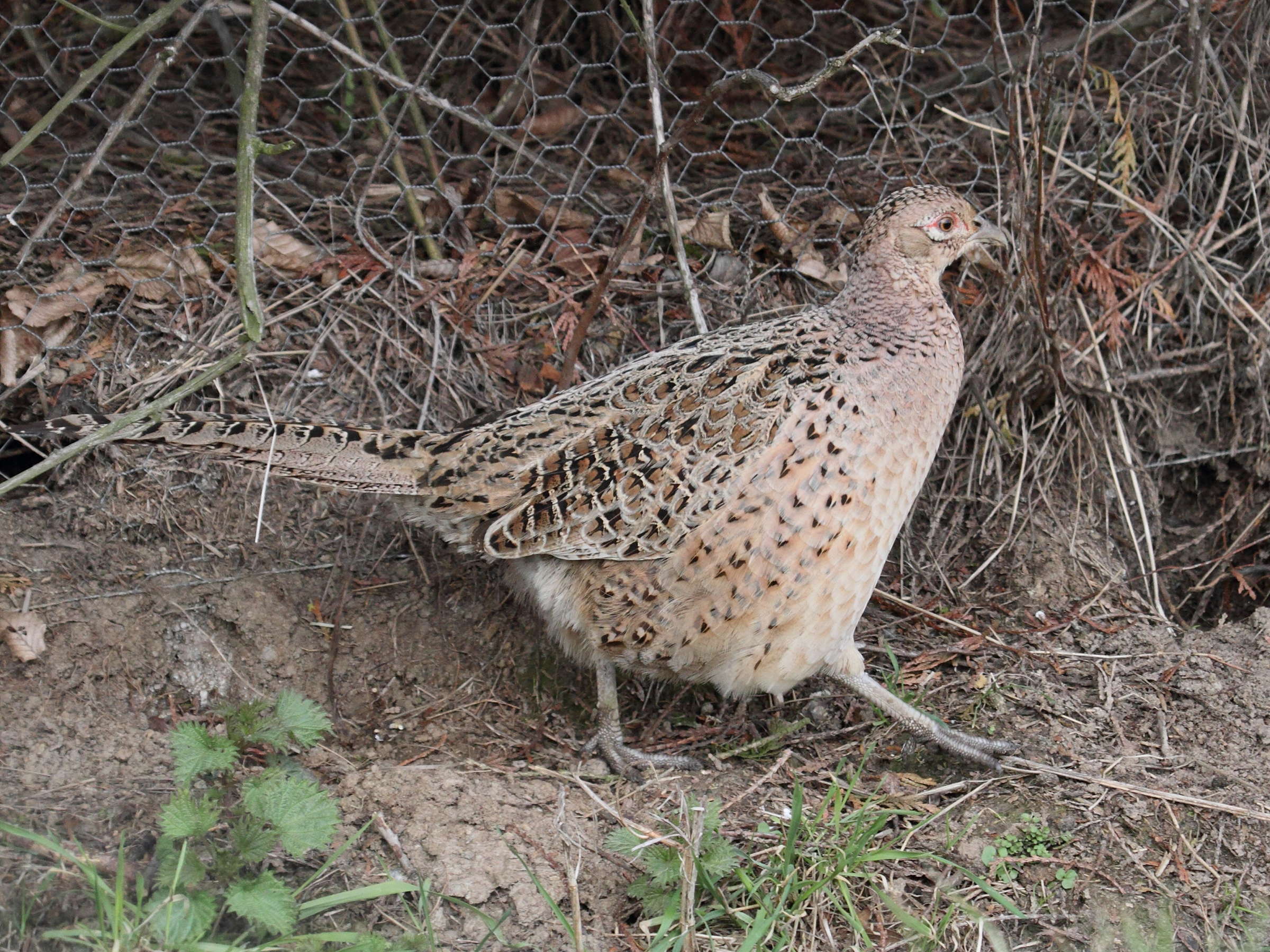 faisan_de_colchide_-_phasianus_colchicus5bd