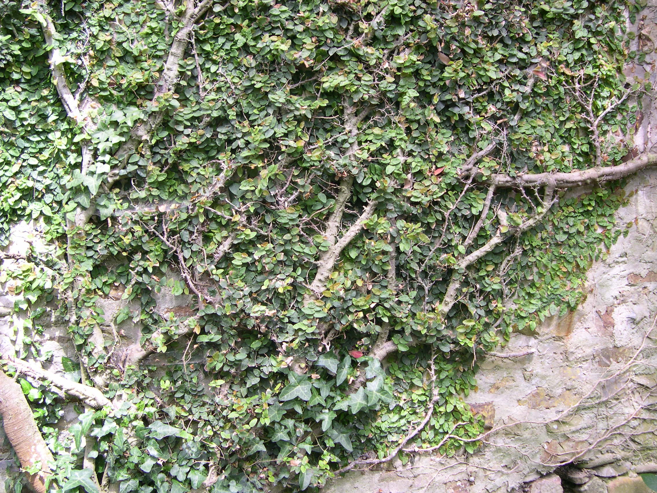 Afficher le média ficus_repens1md ficus_repens1md