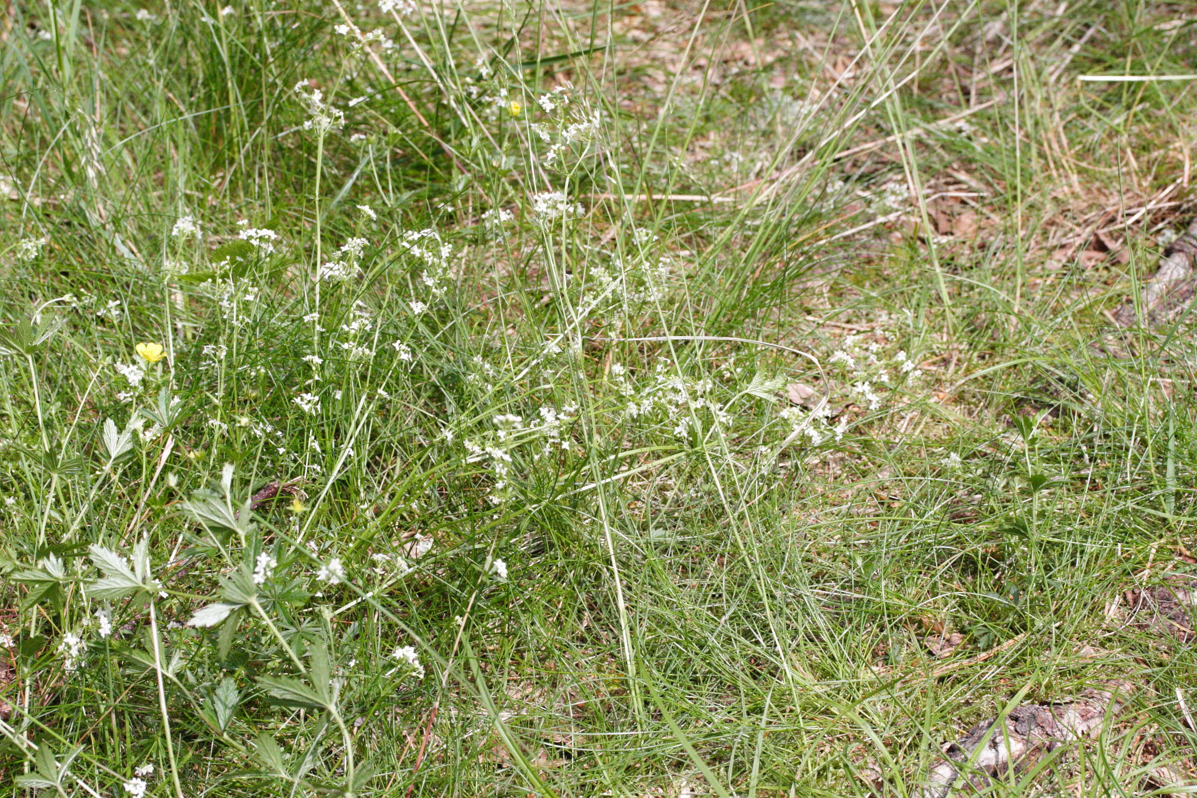 Afficher le média galium_saxatile1md galium_saxatile1md