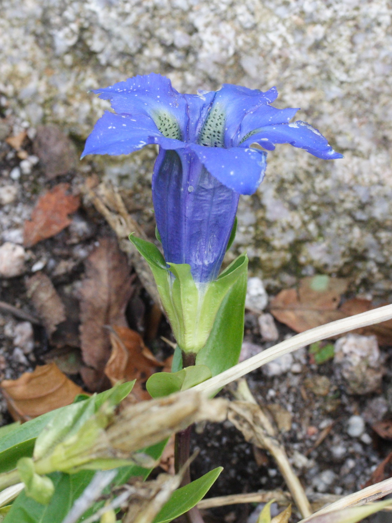 gentiana_dinarica1md