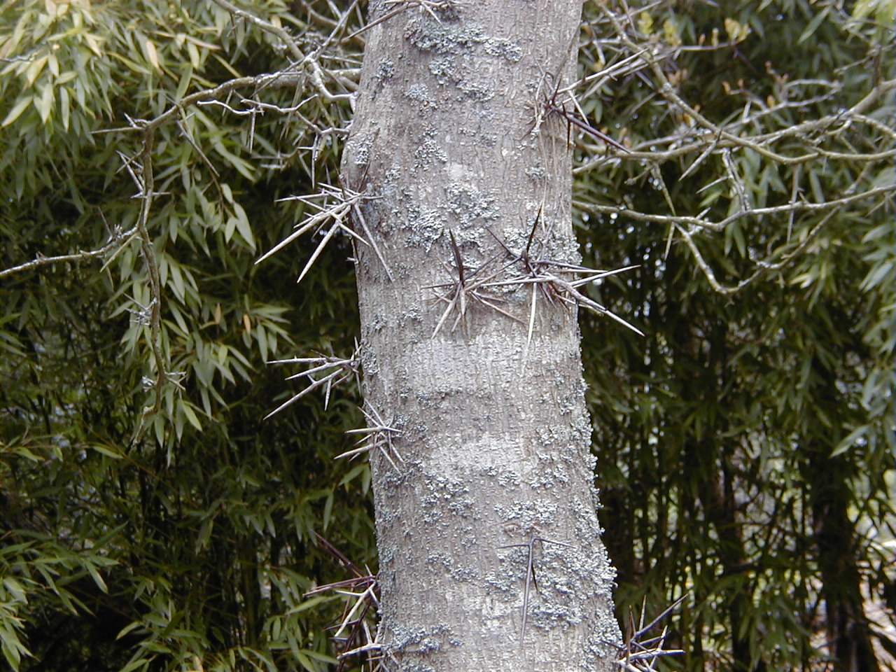 gleditsia_aquatica5md