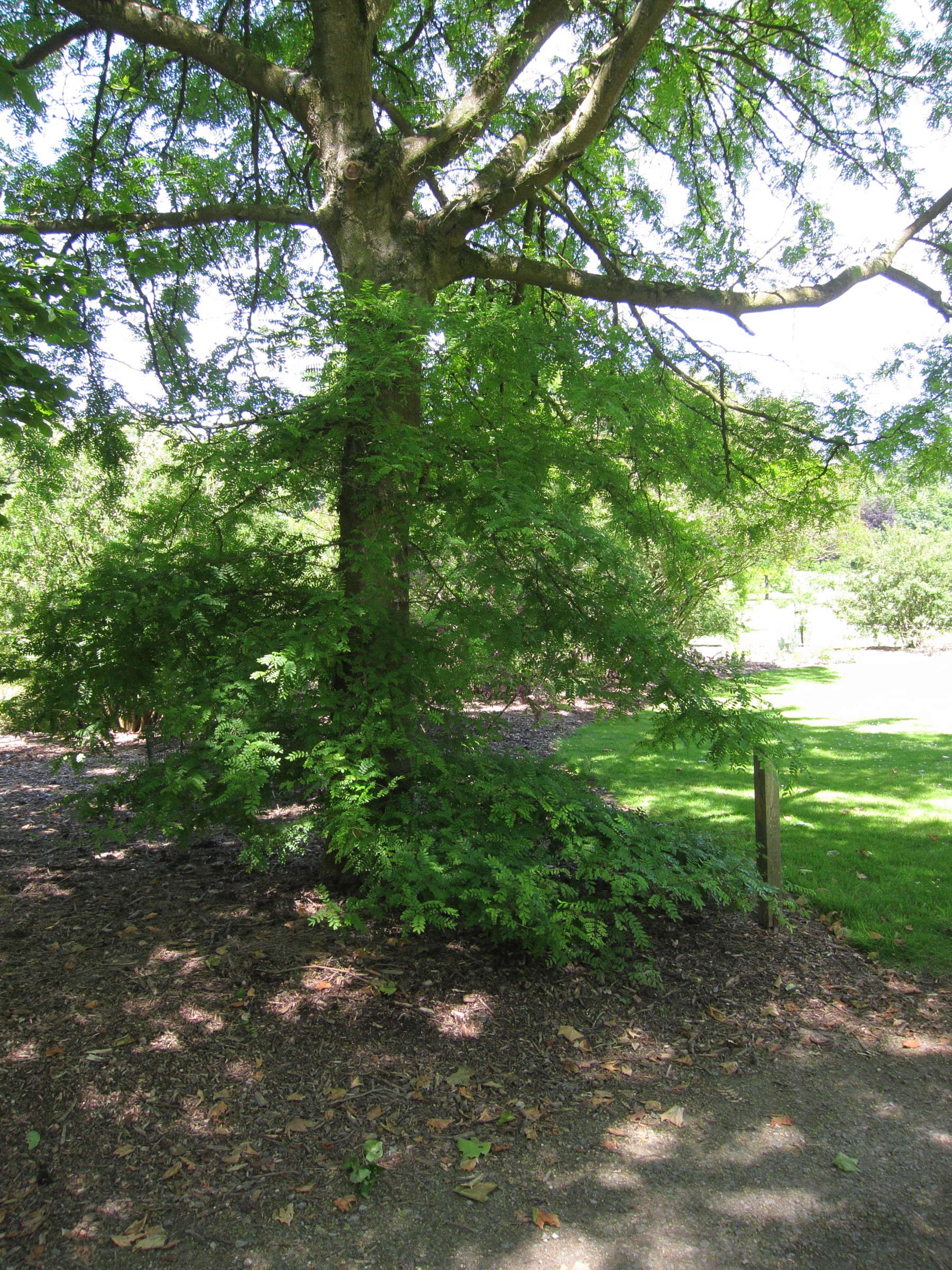 gleditsia_japonica1bd