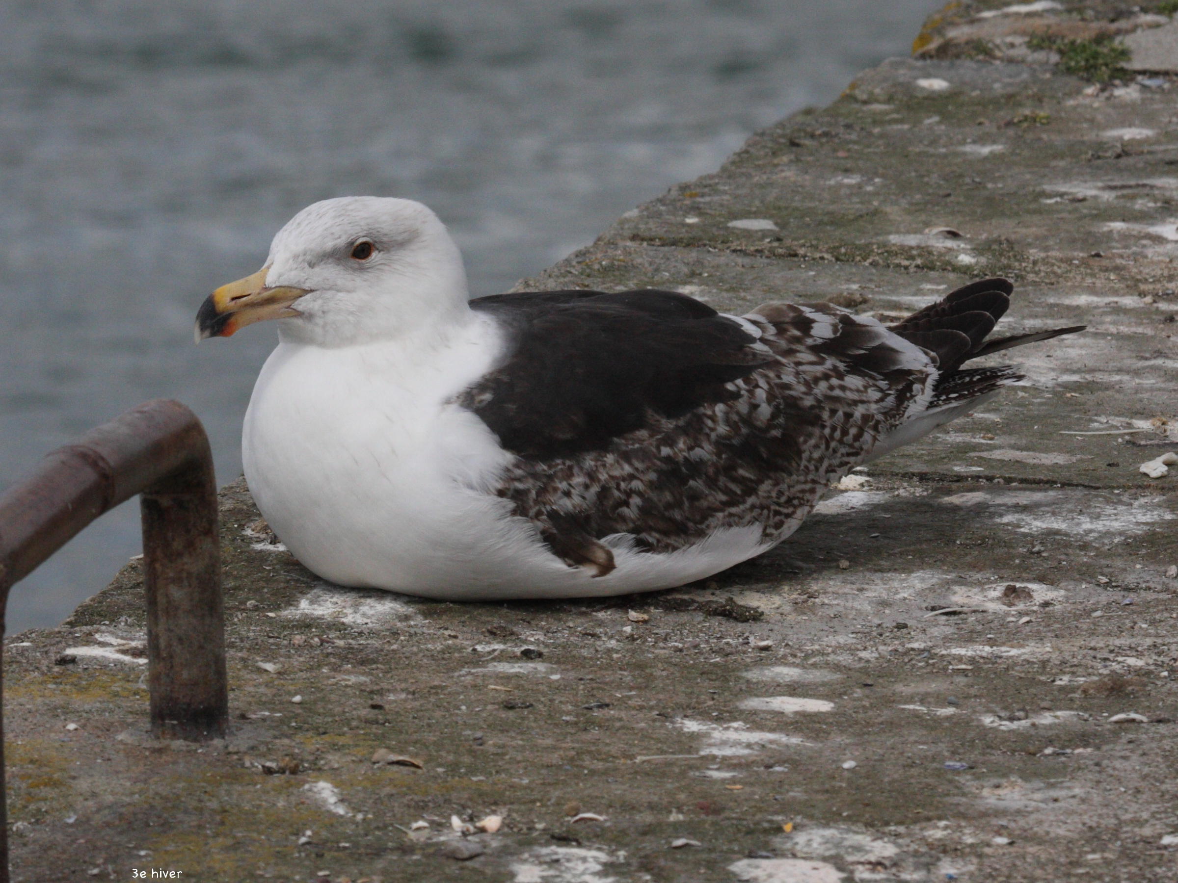 goeland_marin_-_larus_marinus7bd