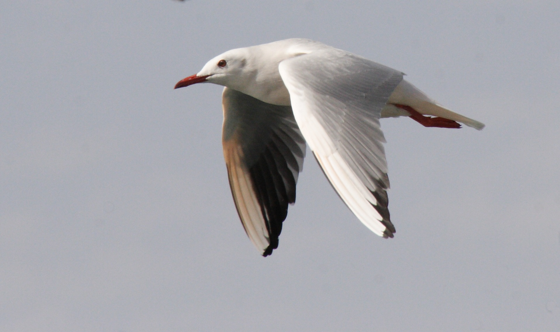 Afficher le média goeland_railleur_-_chroicocephalus_genei5bd goeland_railleur_-_chroicocephalus_genei5bd