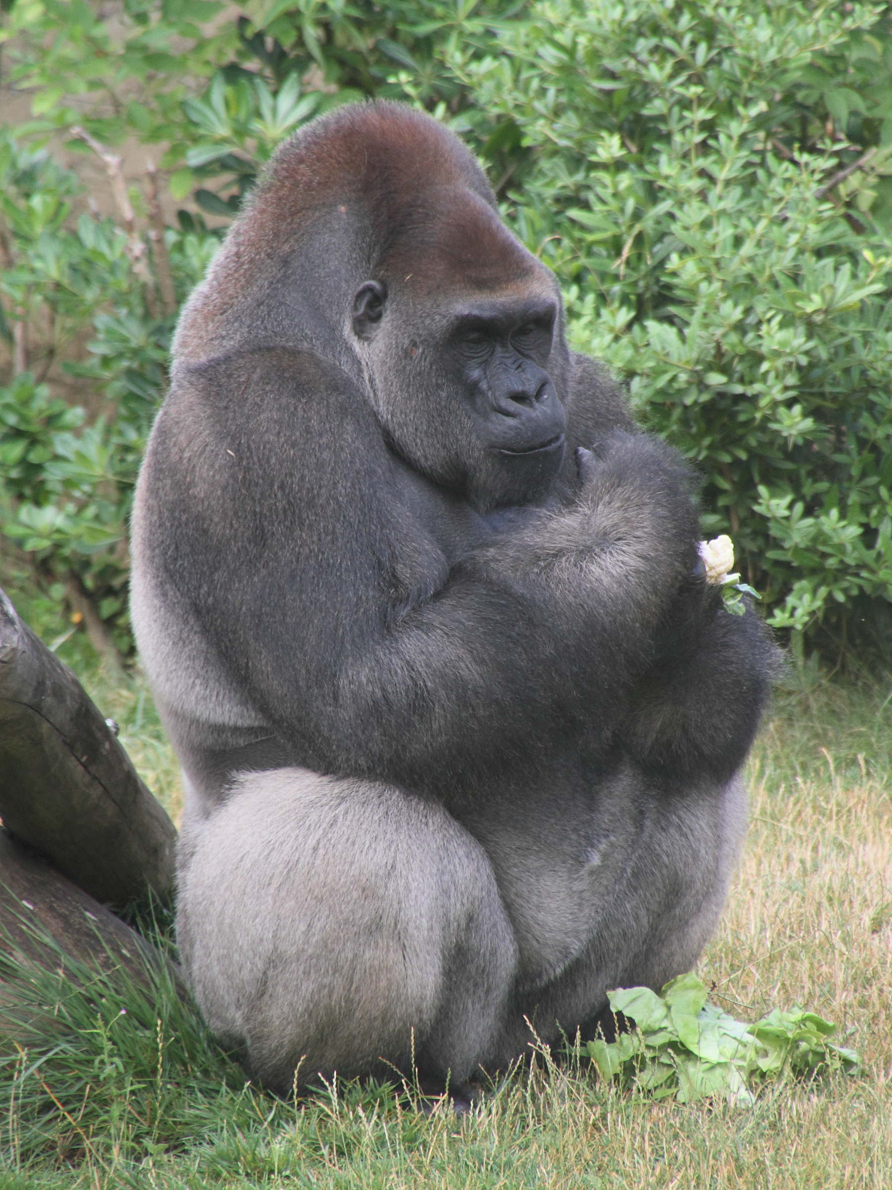 gorilla_gorilla_gorilla3md