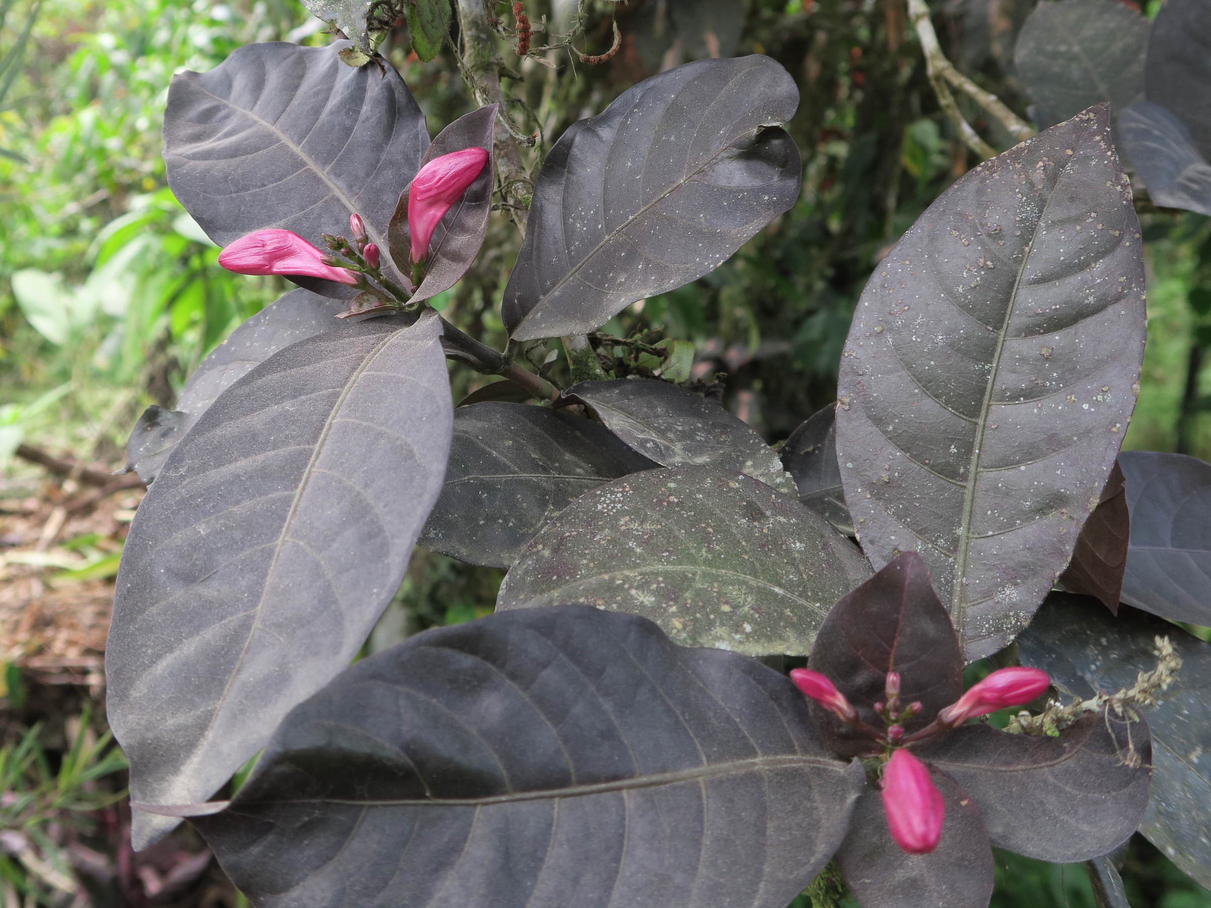 graptophyllum_pictum1md