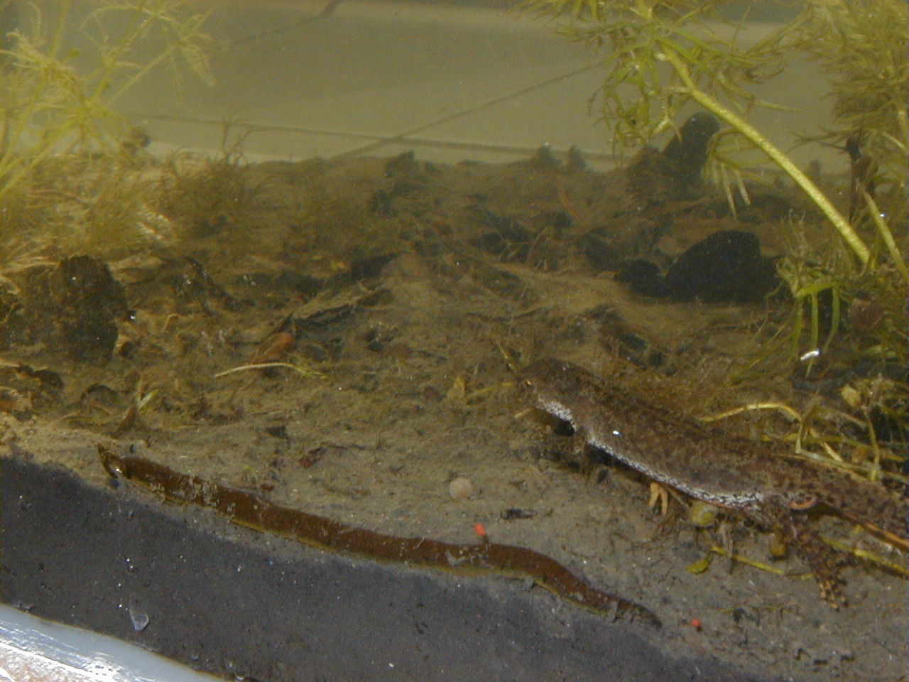 haemopis_sanguisuga2md