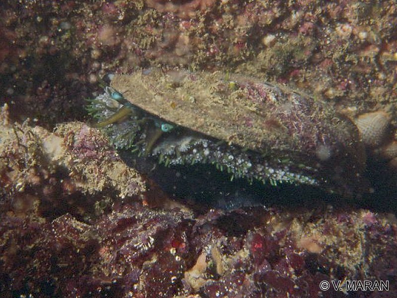 haliotis_tuberculata2vm