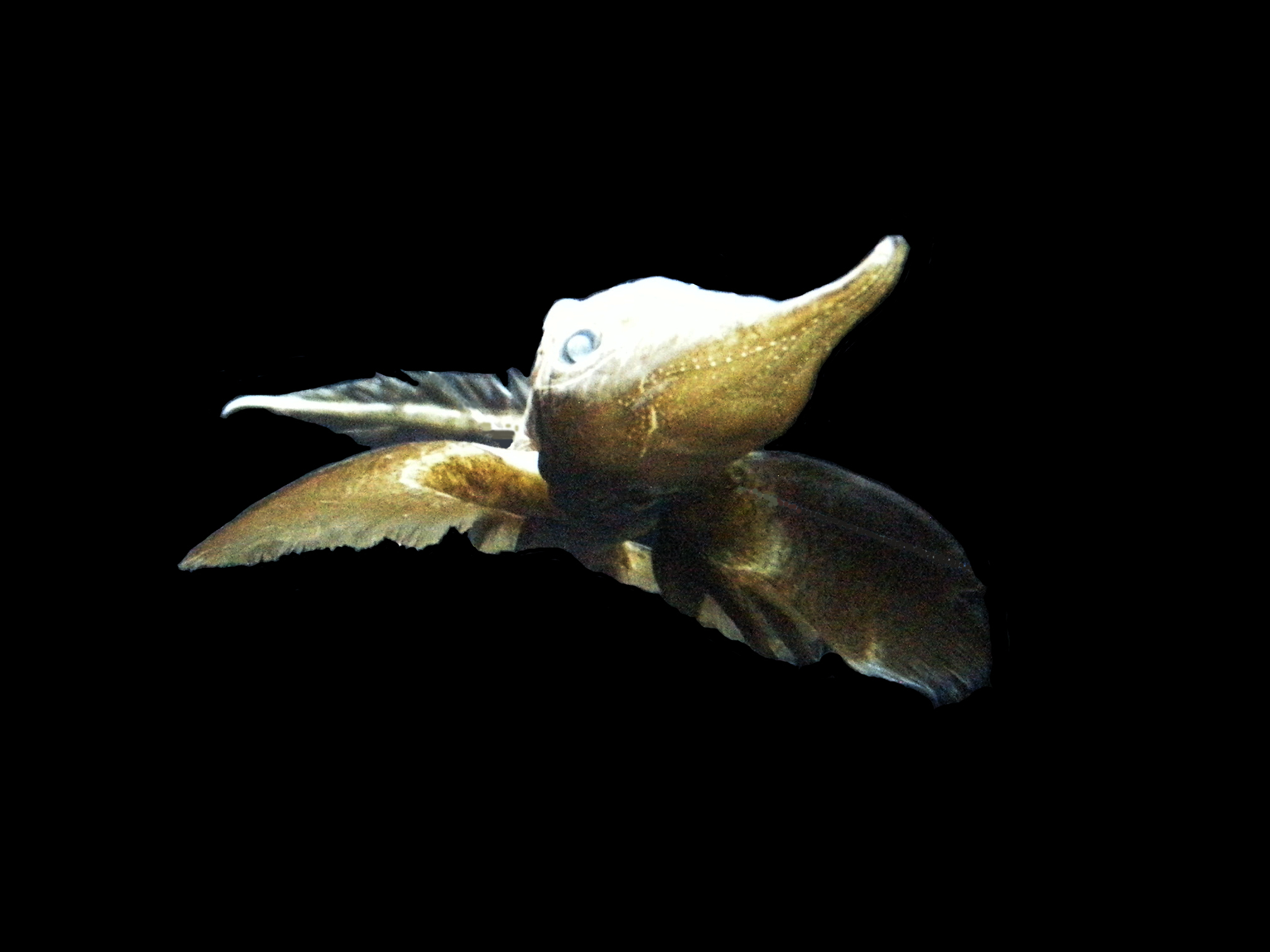 Afficher le média harriotta_raleighana2md harriotta_raleighana2md