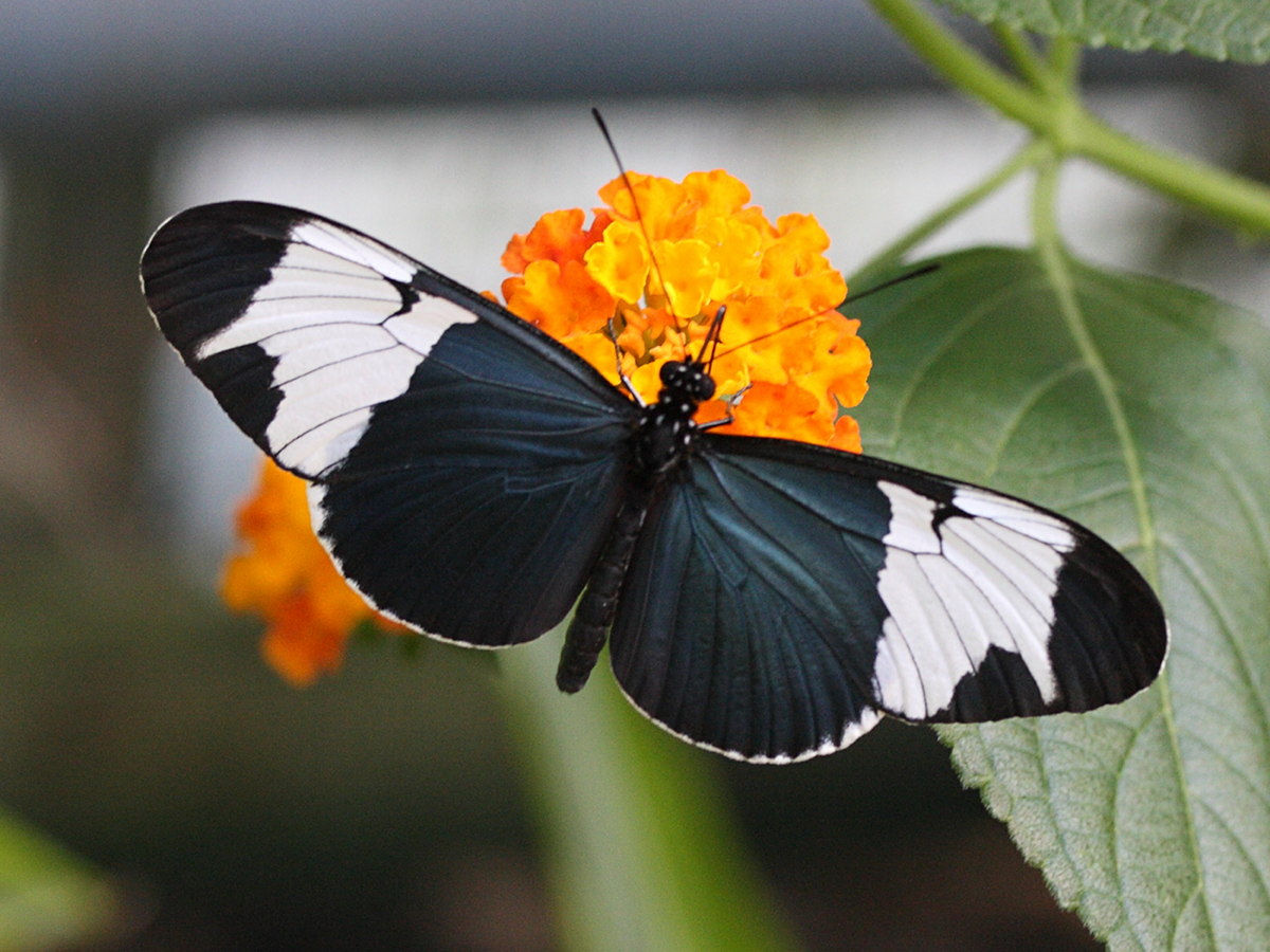 heliconius_sapho1md