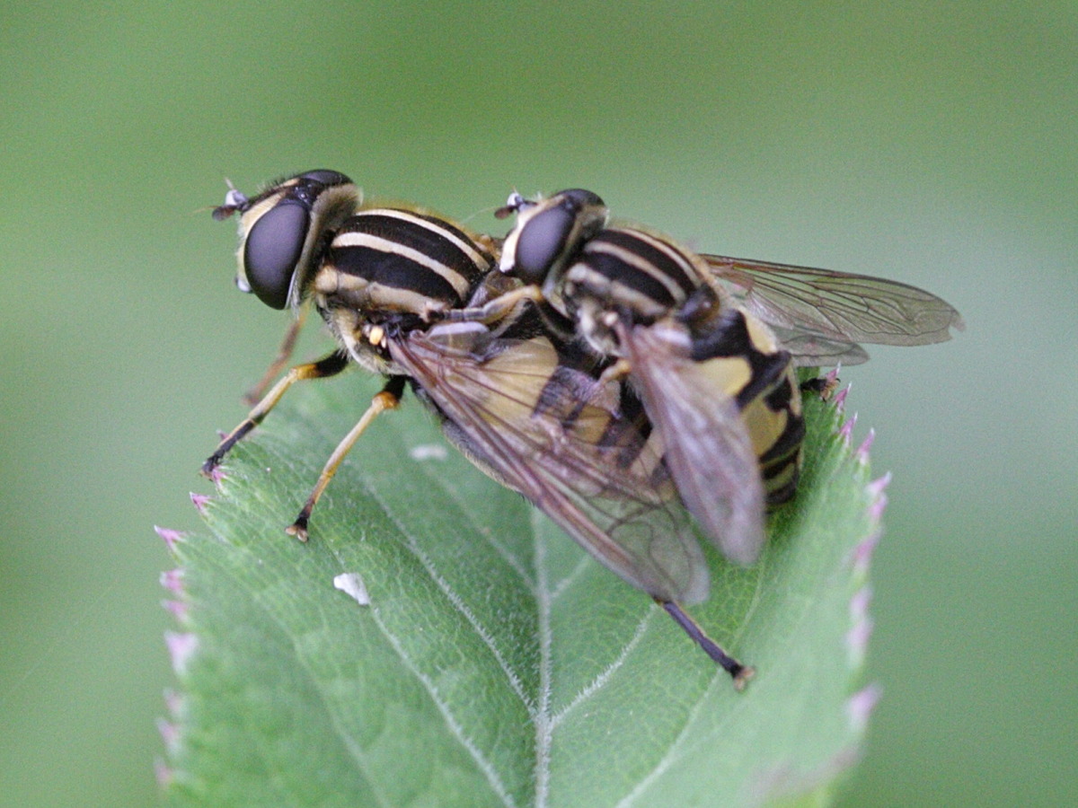 helophilus_pendulus6bd