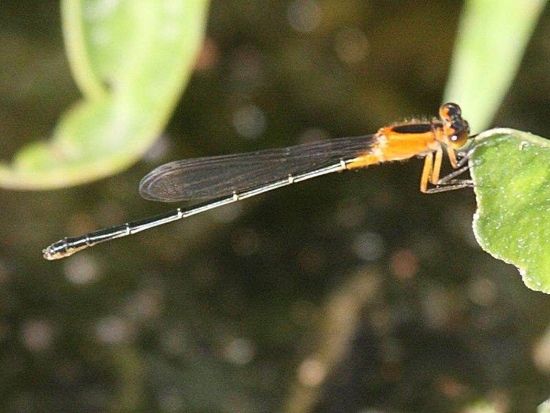 ischnura_ramburii3bd