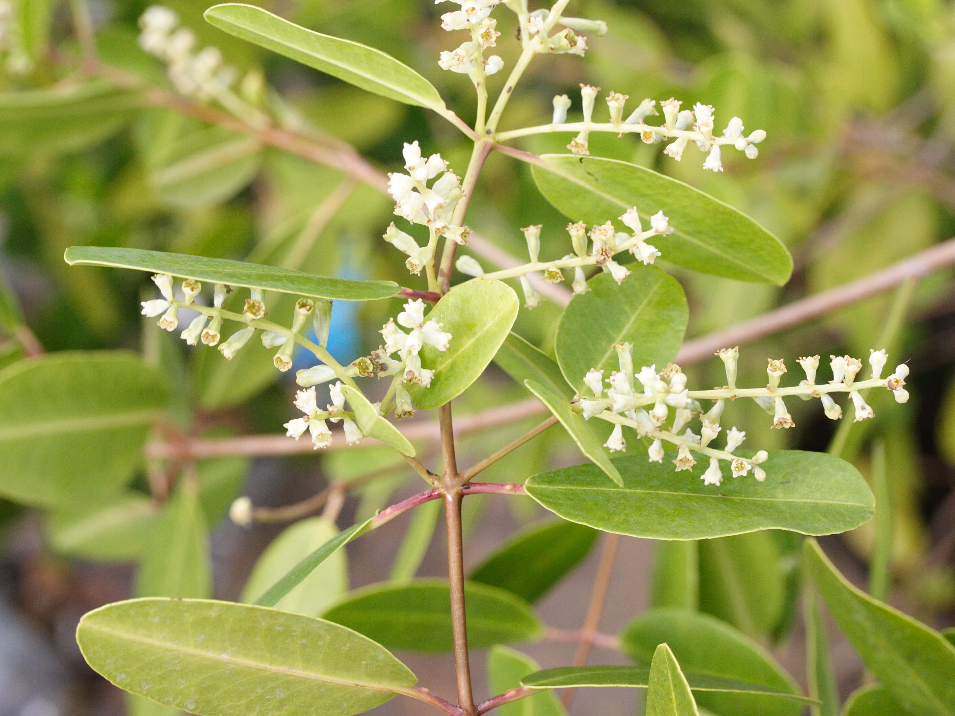 laguncularia_racemosa2md