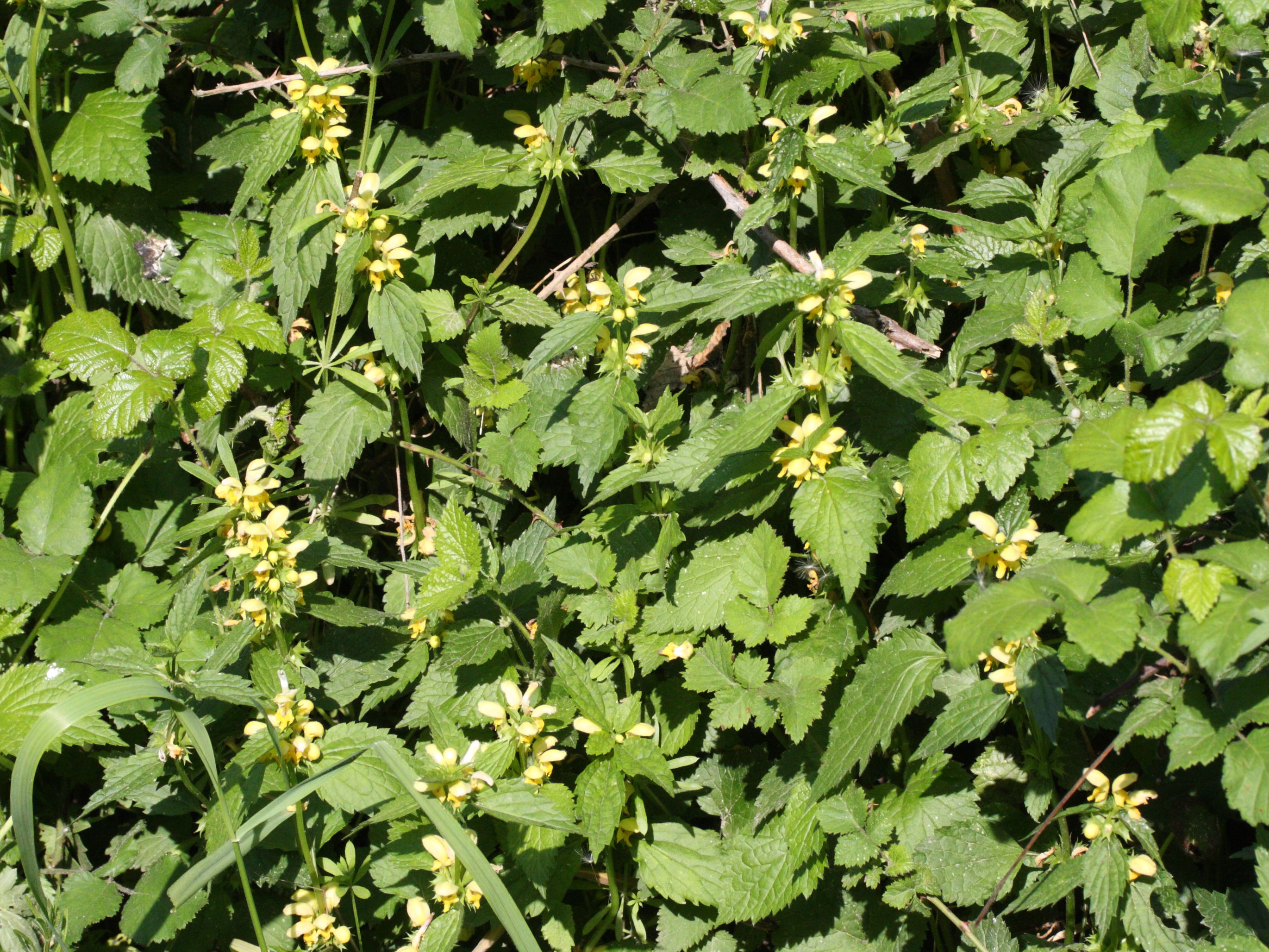 lamium_galeobdolon2bmd