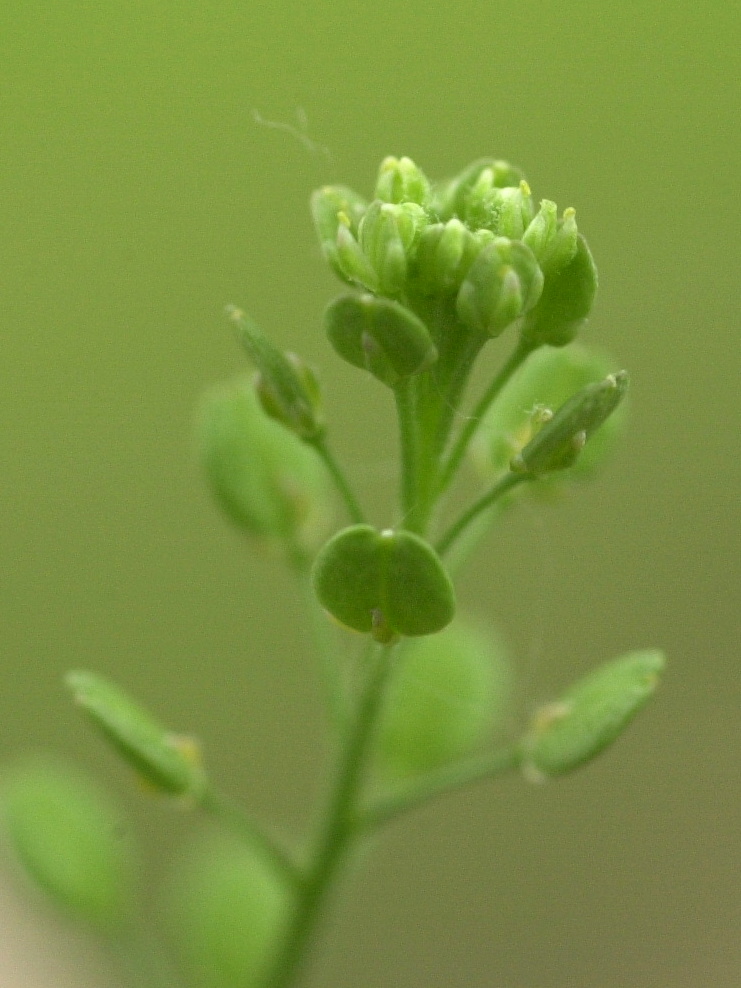 lepidium_ruderale3md
