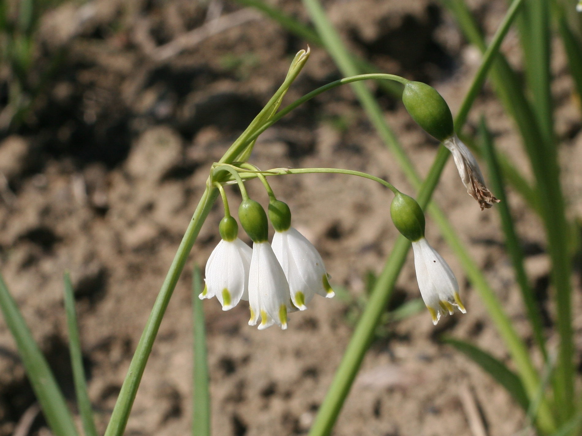 leucoium_aestivum2md