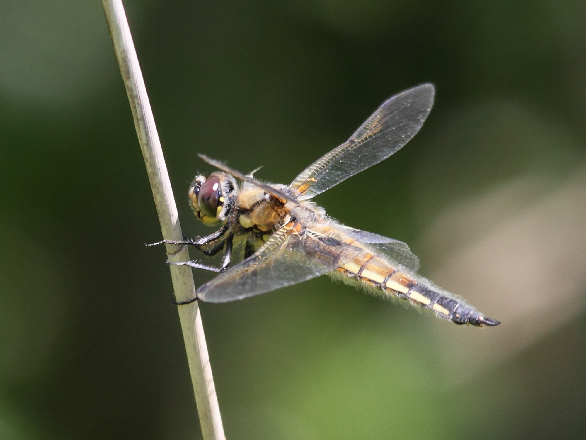 libellula_depressa4bd