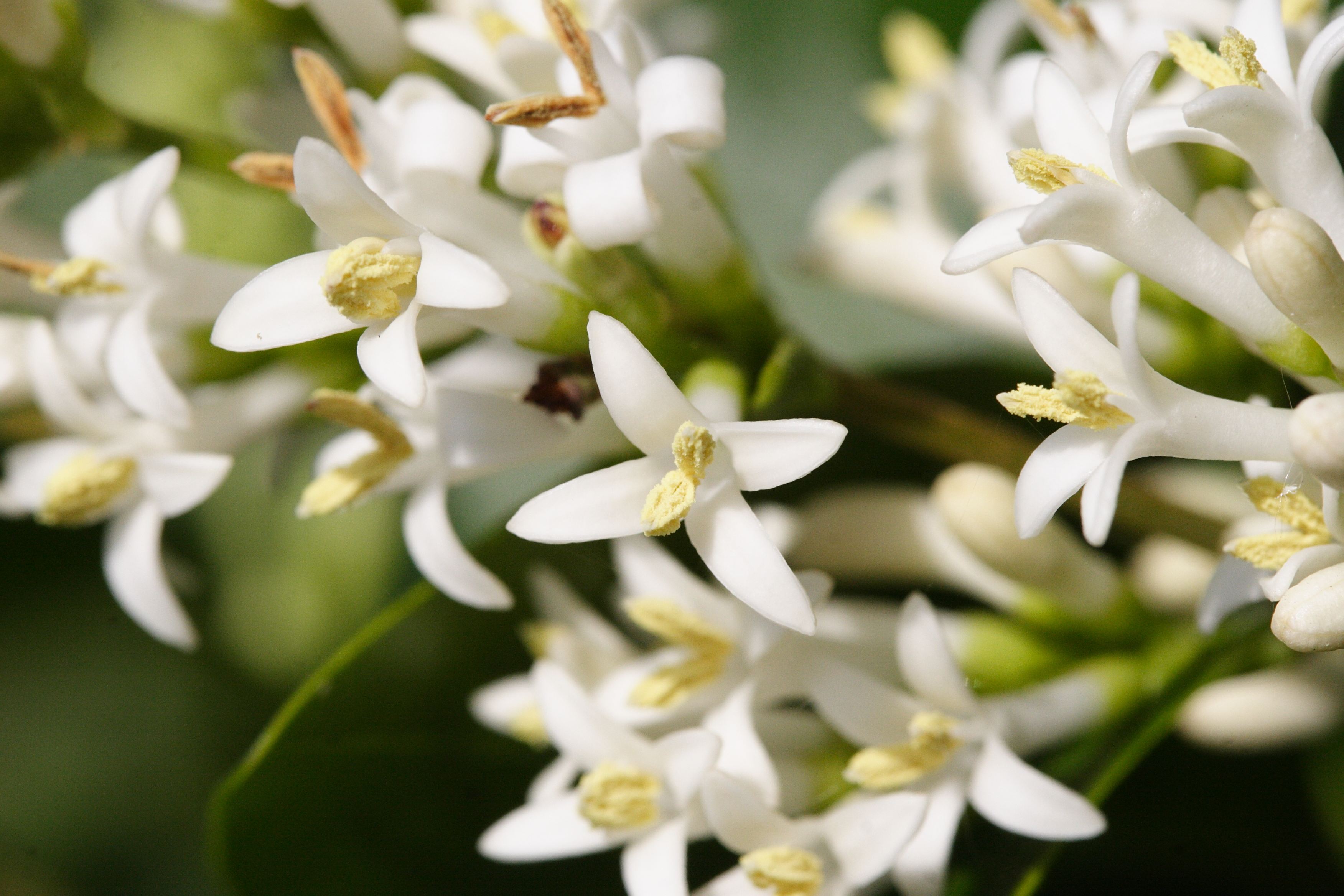 ligustrum_ovalifolium3md