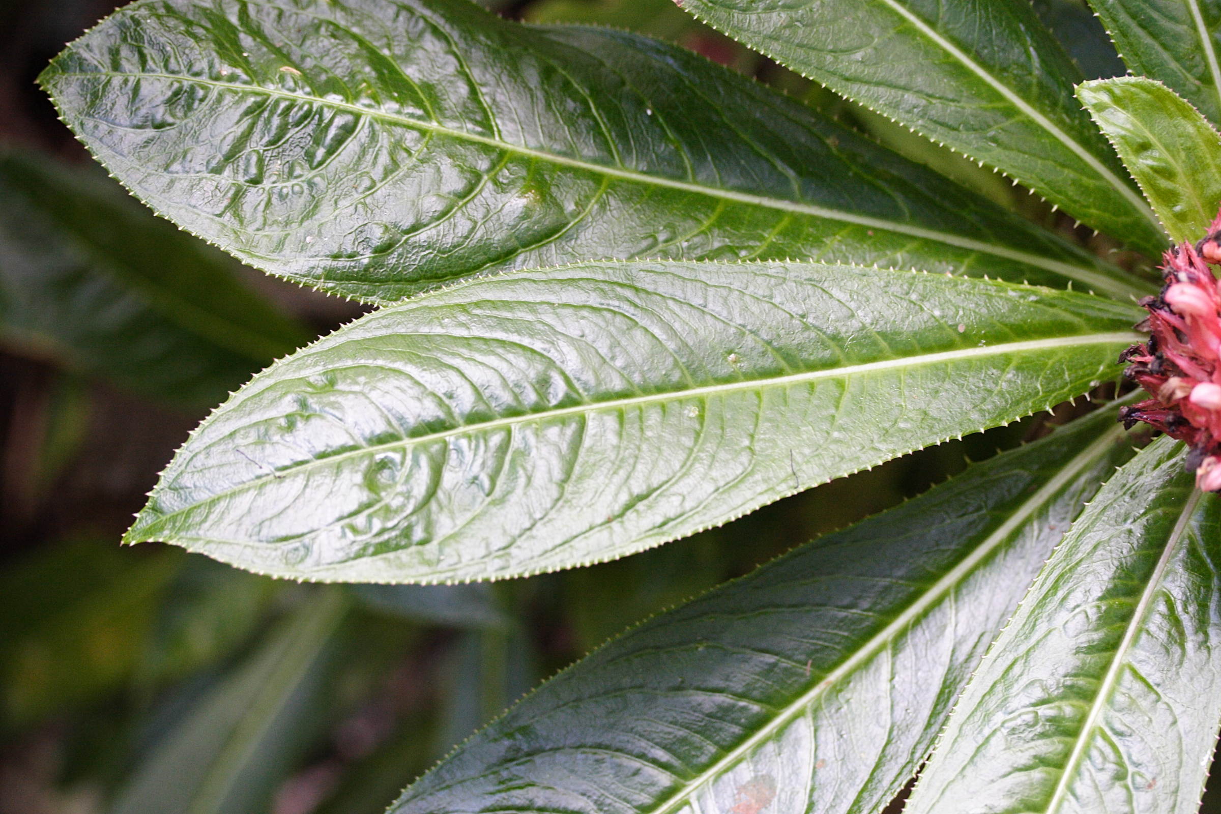 Afficher le média lobelia_conglobata2md lobelia_conglobata2md