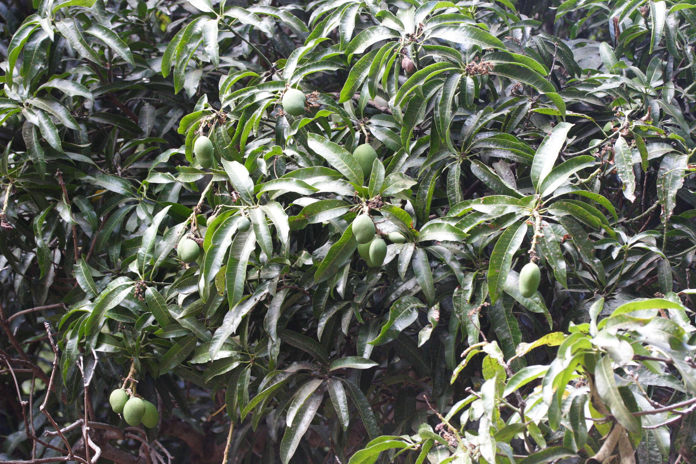 mangifera_indica2md