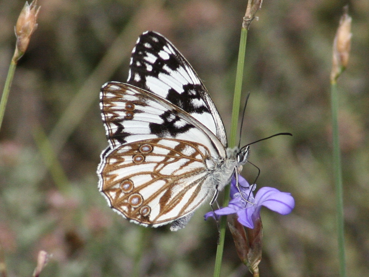 melanargia_occitanica2bd