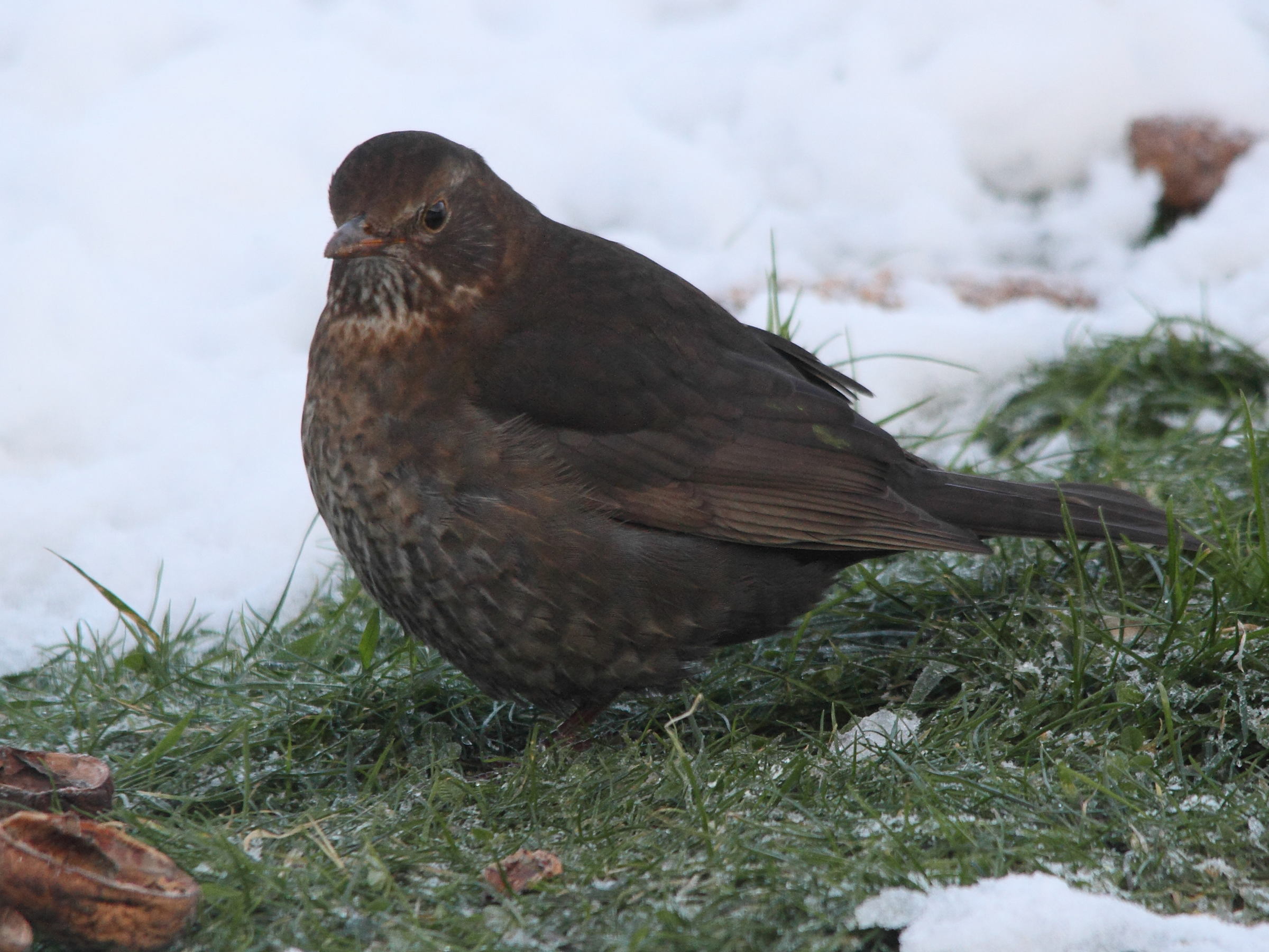 merle_noir_-_turdus_merula8md