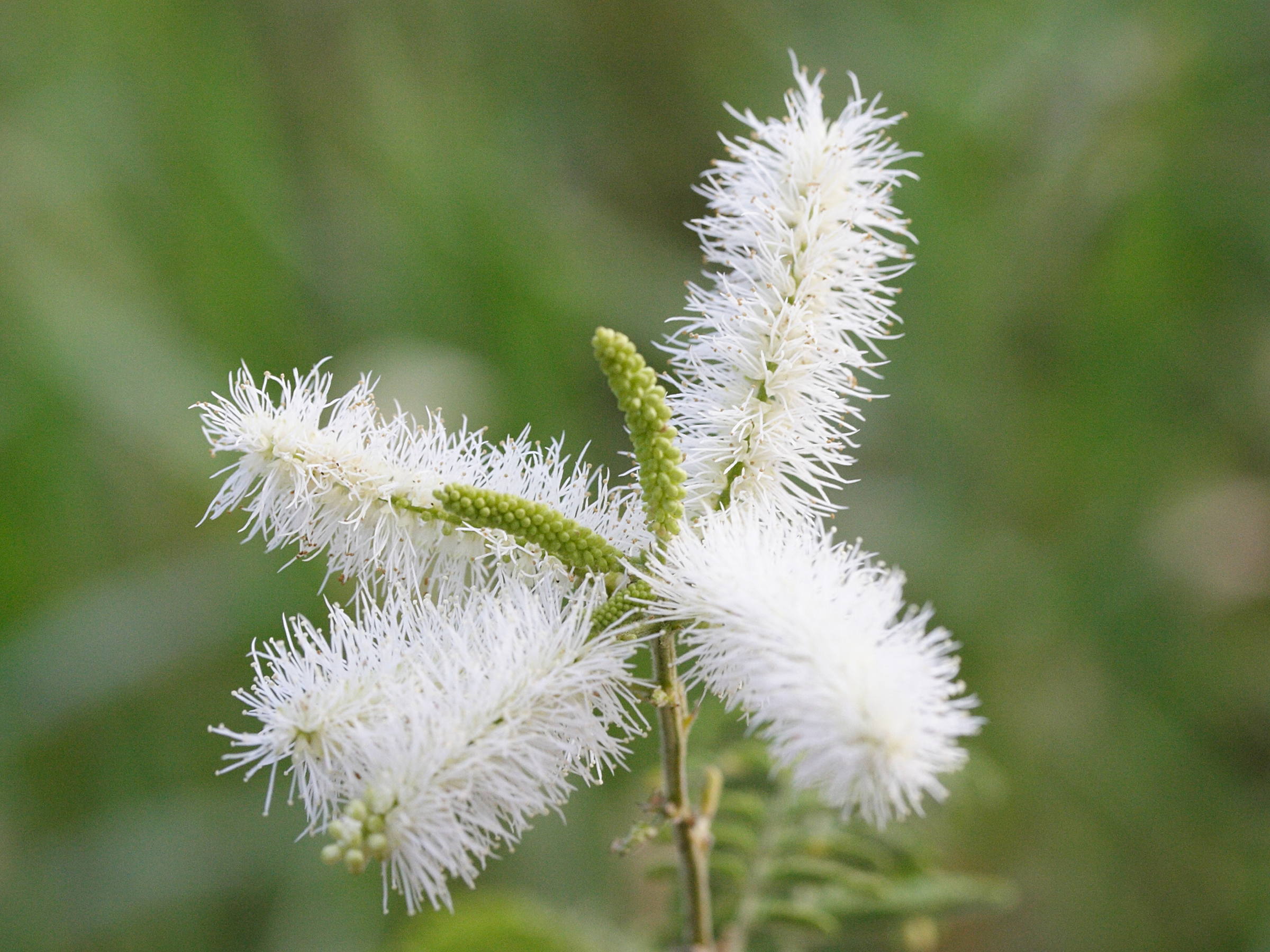 mimosa_malacocentra3md