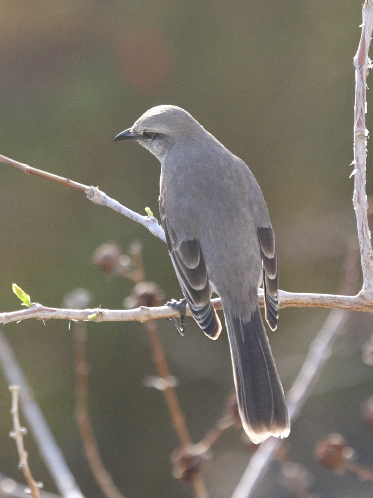 moqueur_des_savanes_-_mimus_gilvus6bd