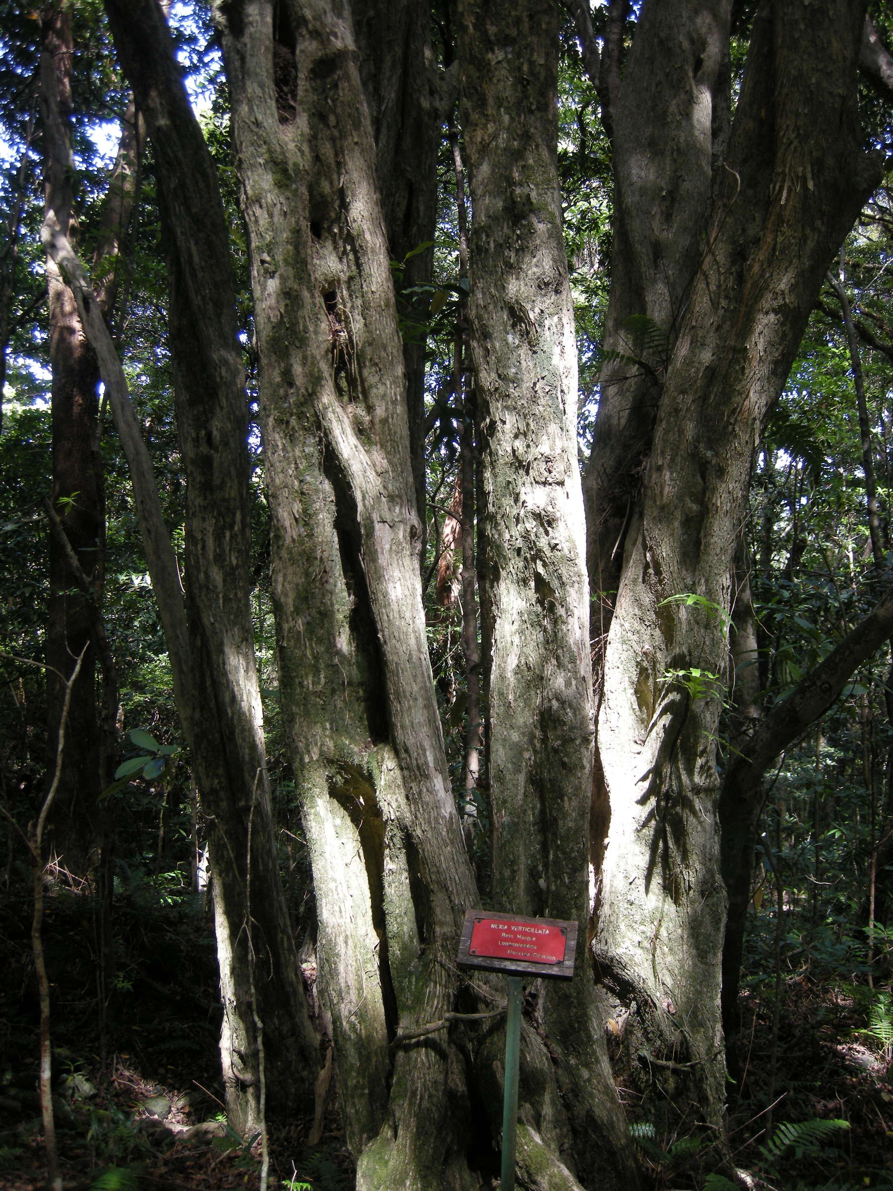 nuxia_verticillata3md