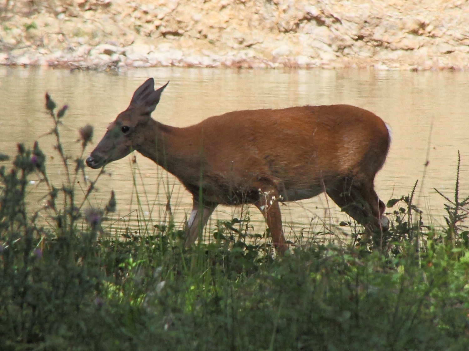odocoileus_virginianus5md