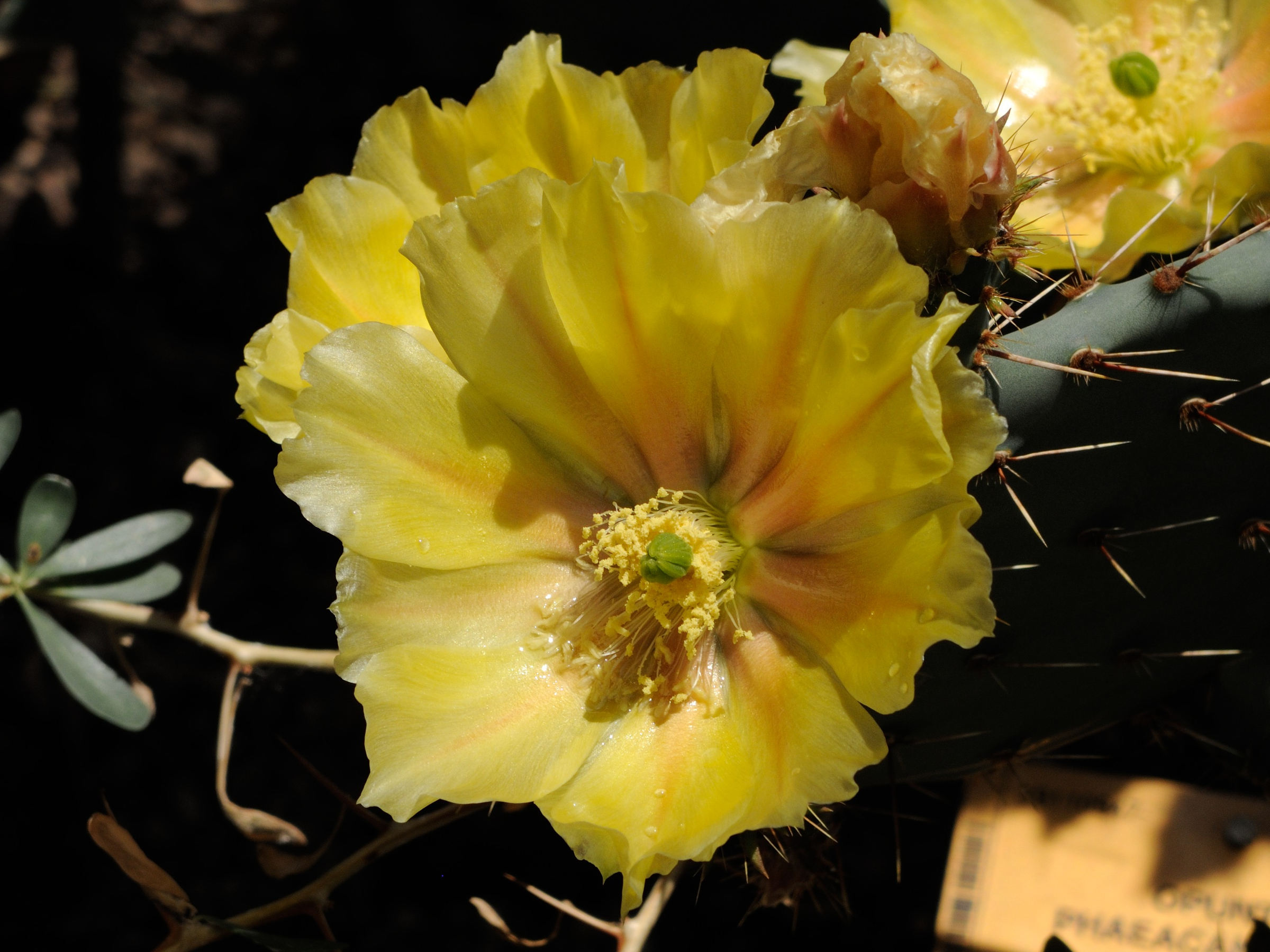 opuntia_phaeacantha2md
