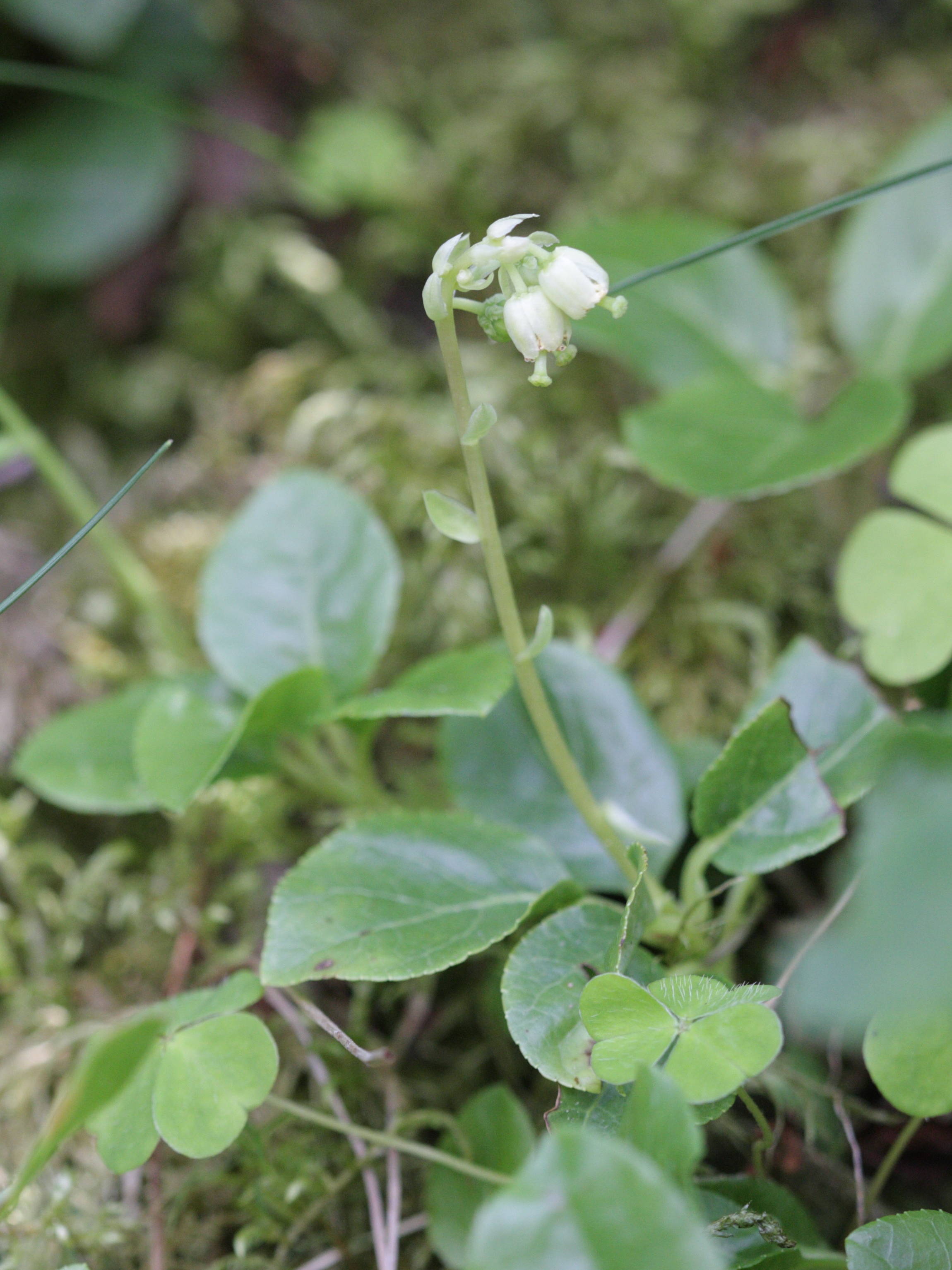 Afficher le média Orthilia_secunda Orthilia_secunda
