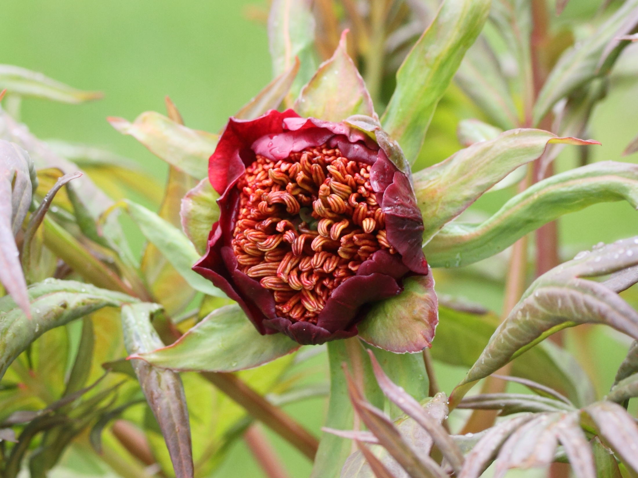 paeonia_delavayi2md