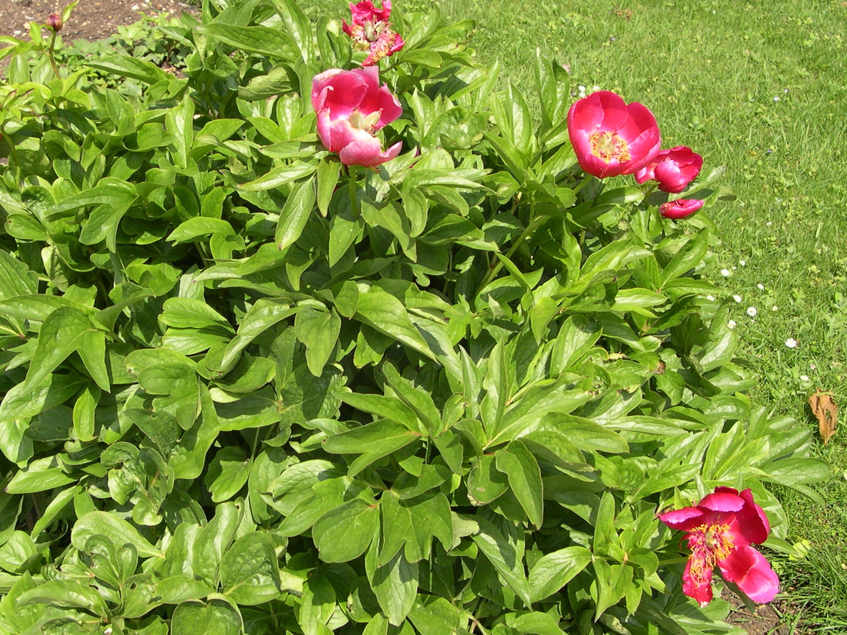 Paeonia_officinalis