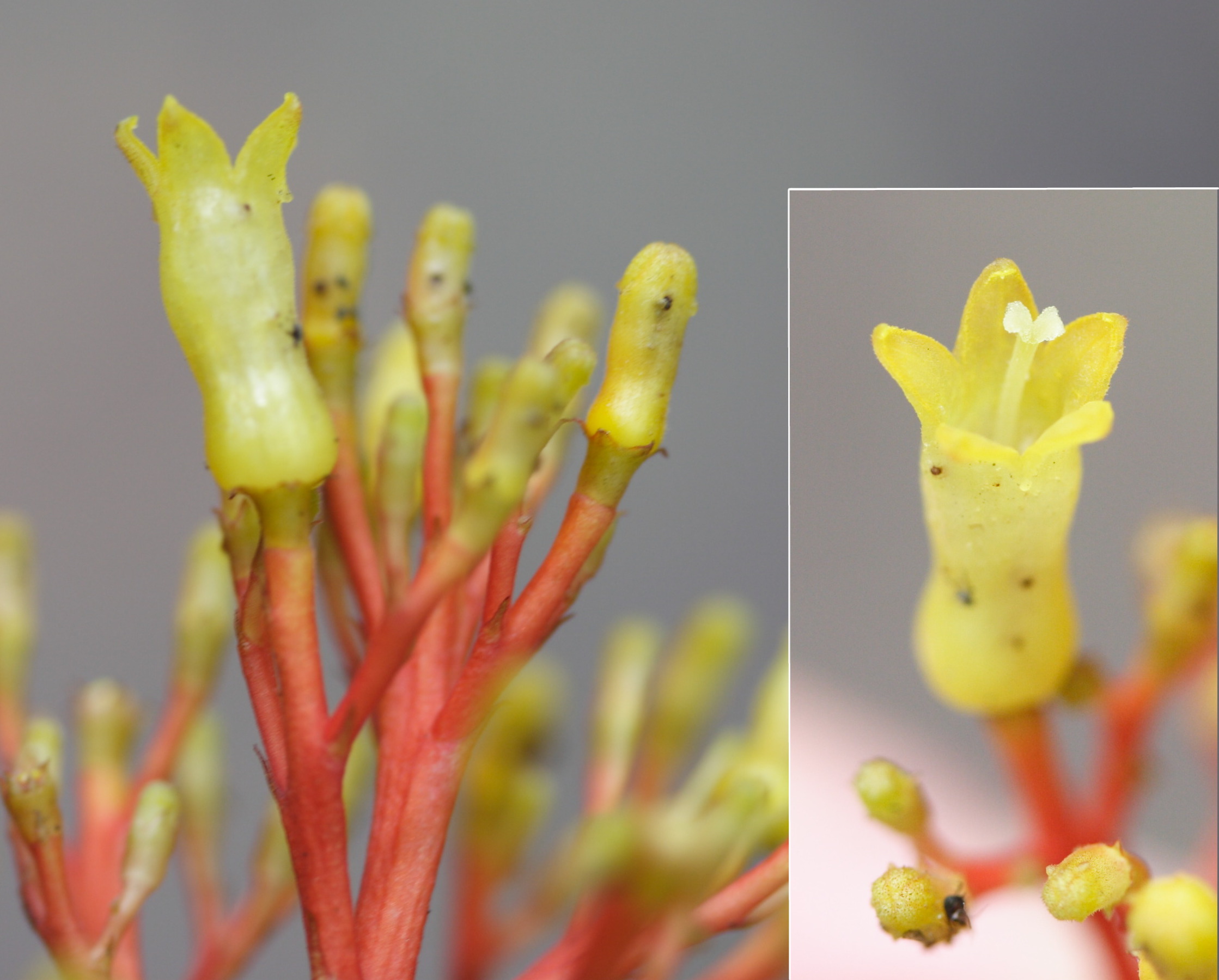 Afficher le média palicourea_crocea4md palicourea_crocea4md