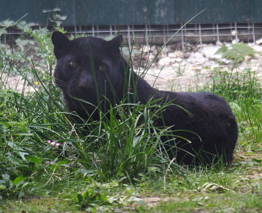 panthera_pardus_noire2md