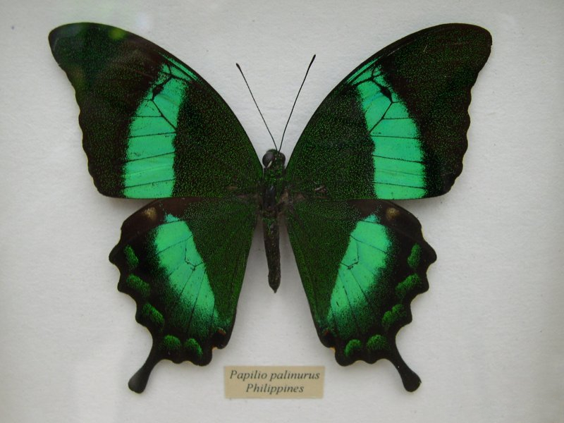 papilio_palinurus2fca