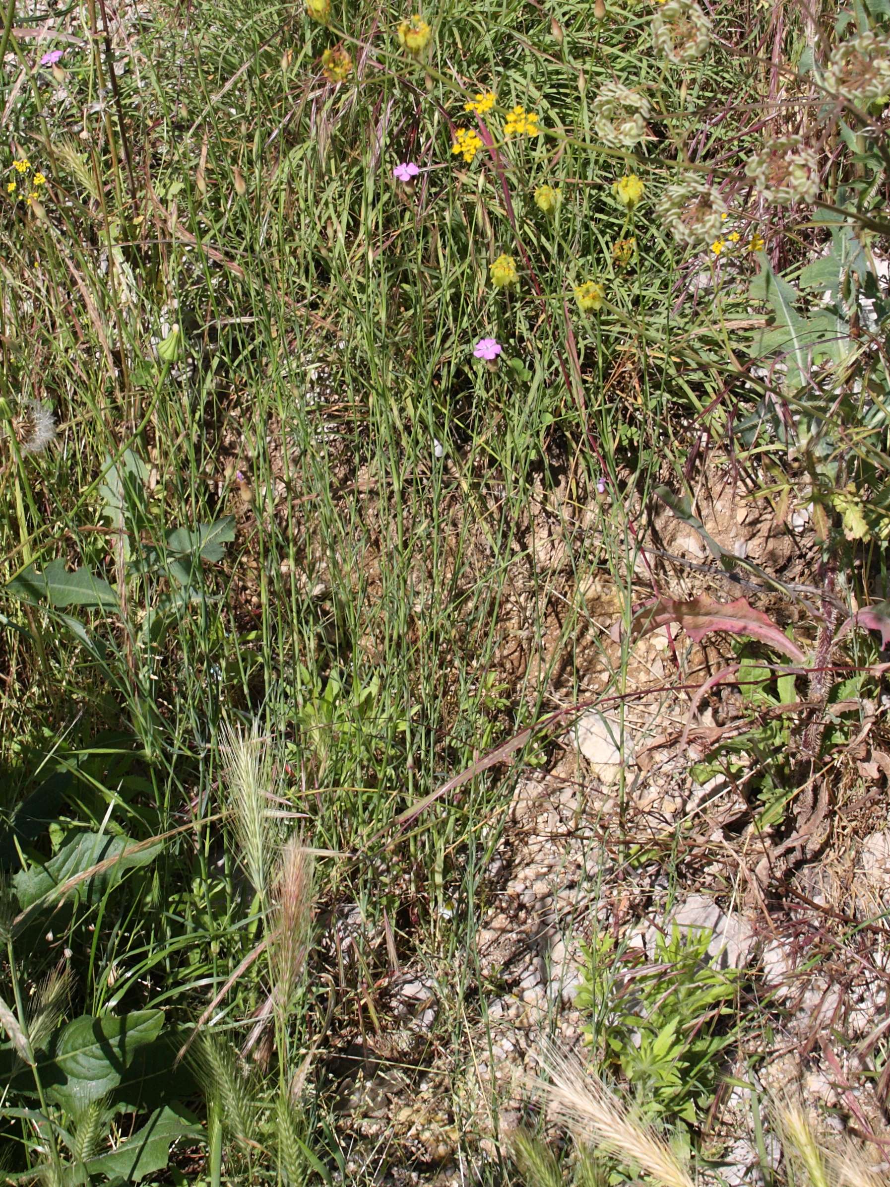 petrorhagia_dubia5bd